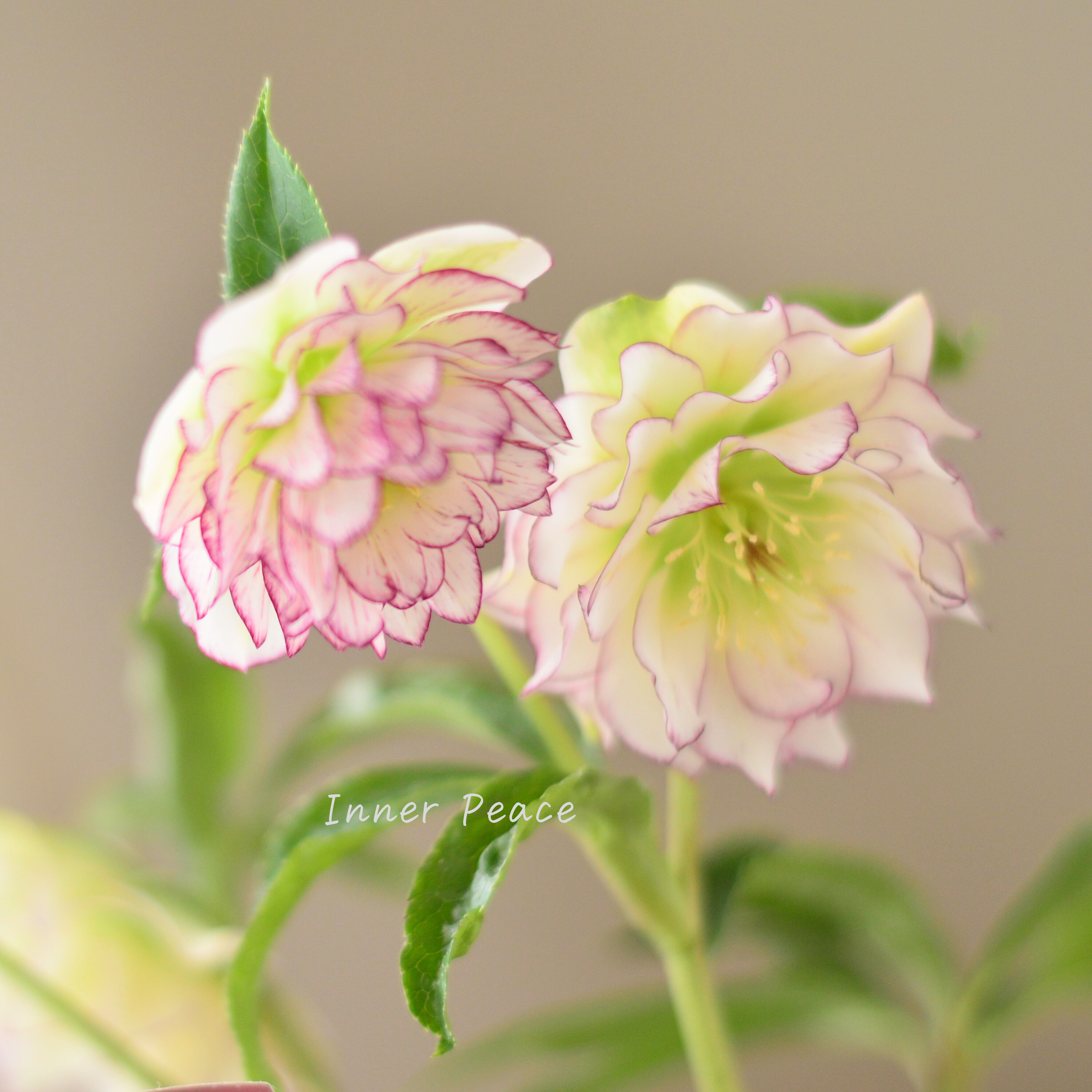 【希少】 吉瀬園芸さんのクリスマスローズ 『プレミアム・ダブル C』 4寸鉢