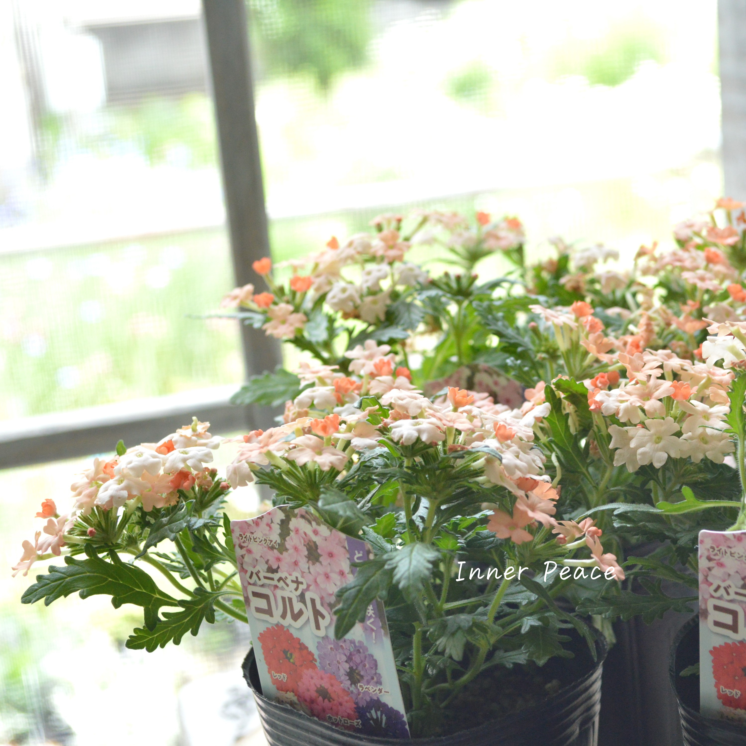 【宿根】 バーベナ 『コルト・ピーチ』 3.5寸POT