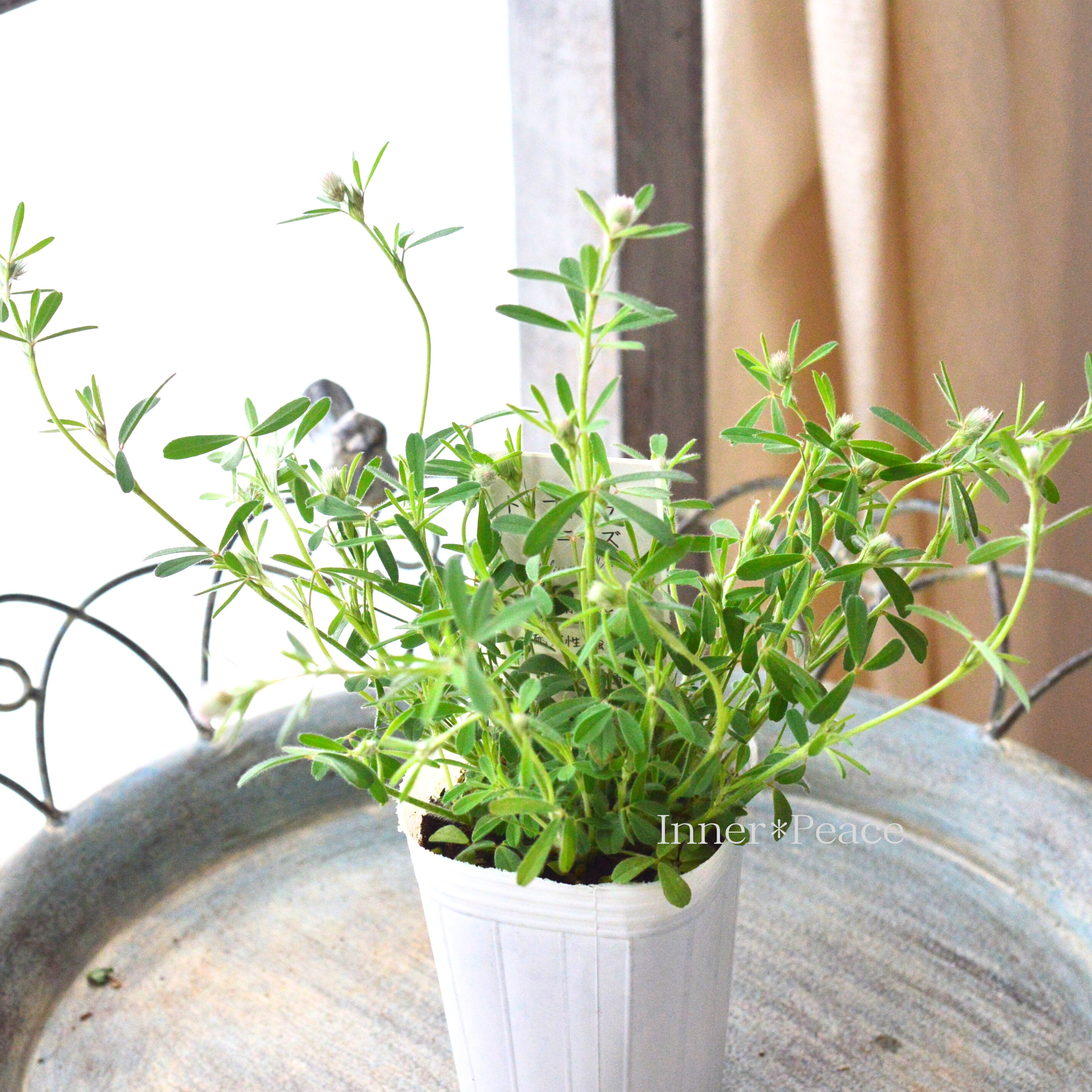 【かわいい】 トリフォニウム 『バニーズ』 2.5~3寸POT