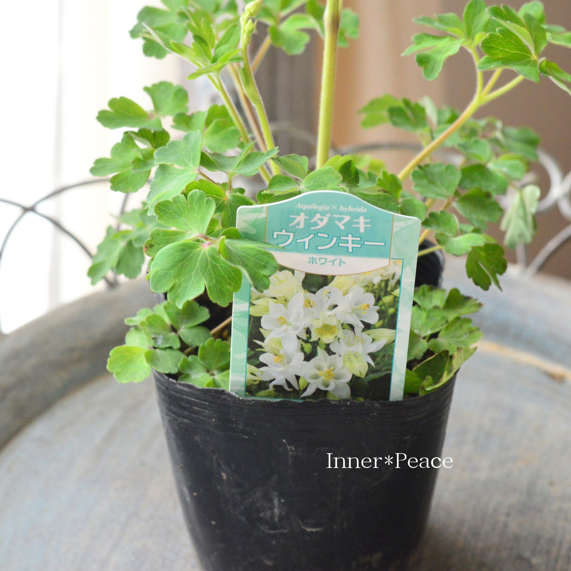 【美しい】 オダマキ・ウインキー 『ホワイト』 3.5寸POT