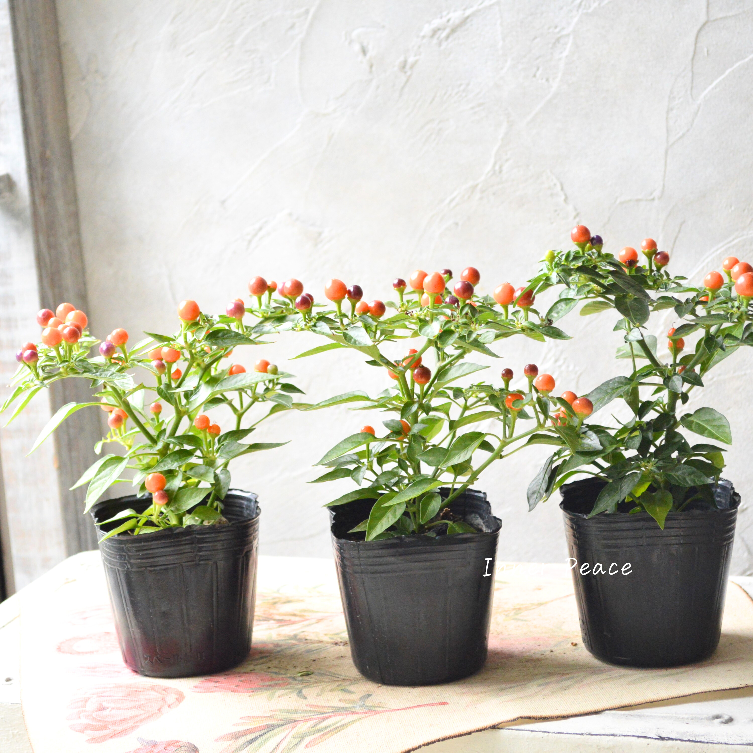 【暑さに強い】 トウガラシ 『パープル』 3寸POT