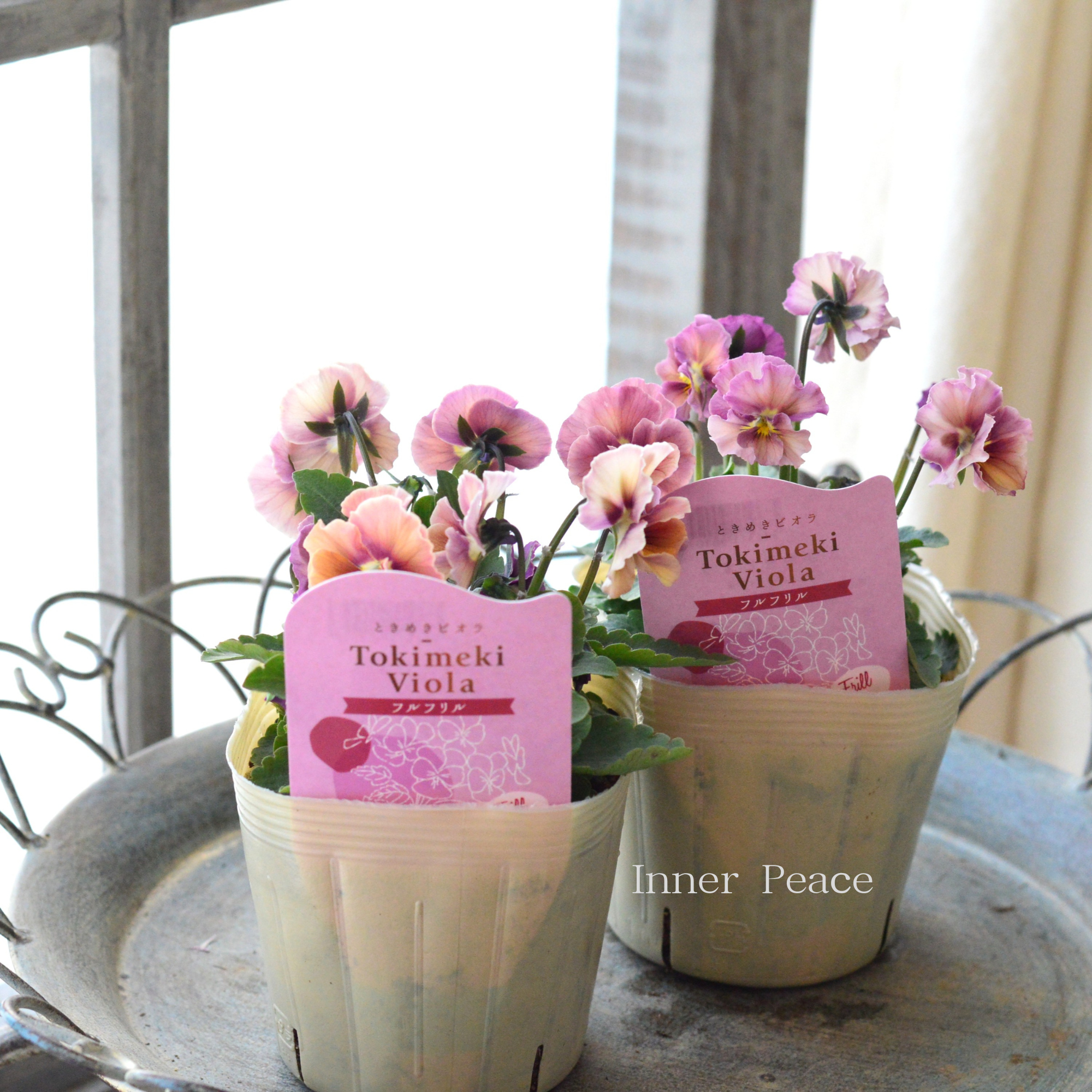【奥田園芸さん】 ときめきビオラ 『フルフリル』 3.5寸POT