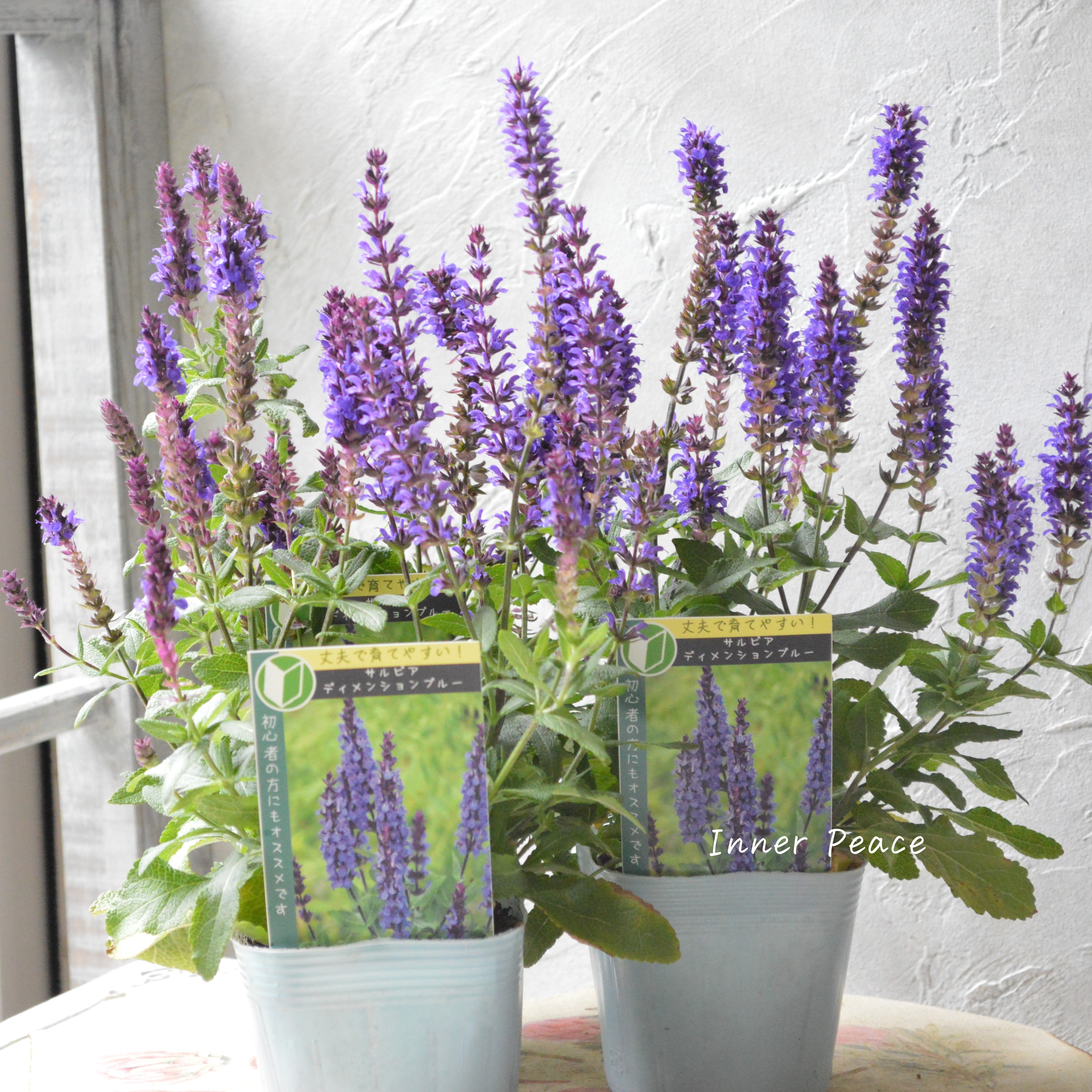 【宿根】 サルビア 『ディメンションブルー』 3.5寸POT