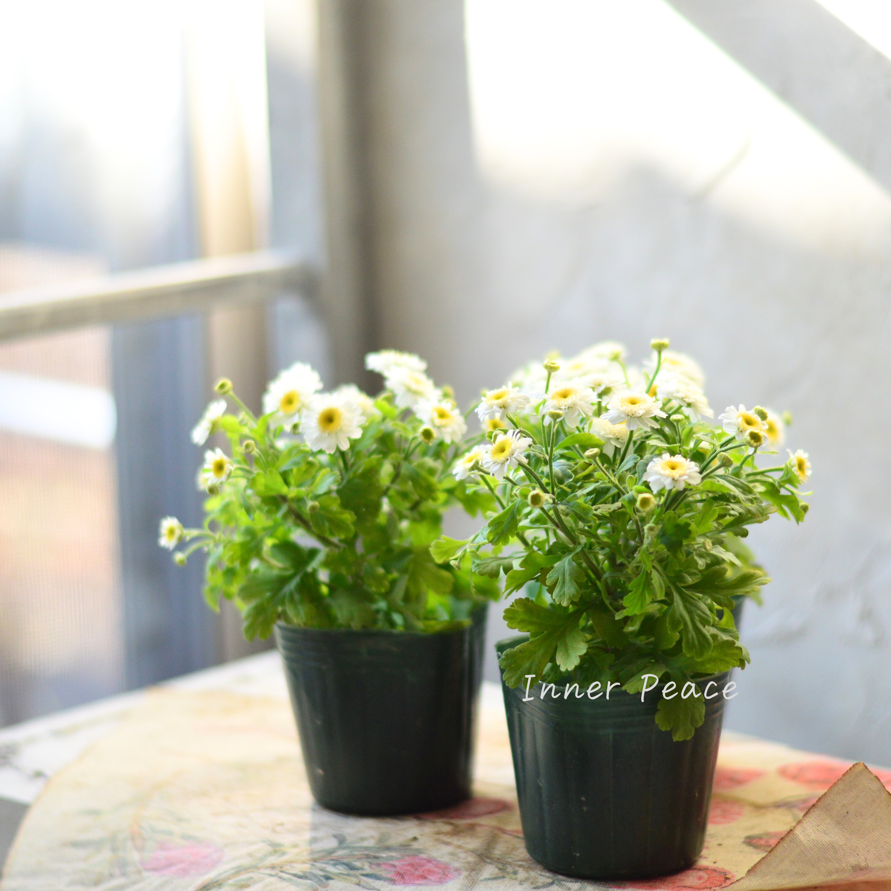 【かわいい】 マトリカリア 3寸POT