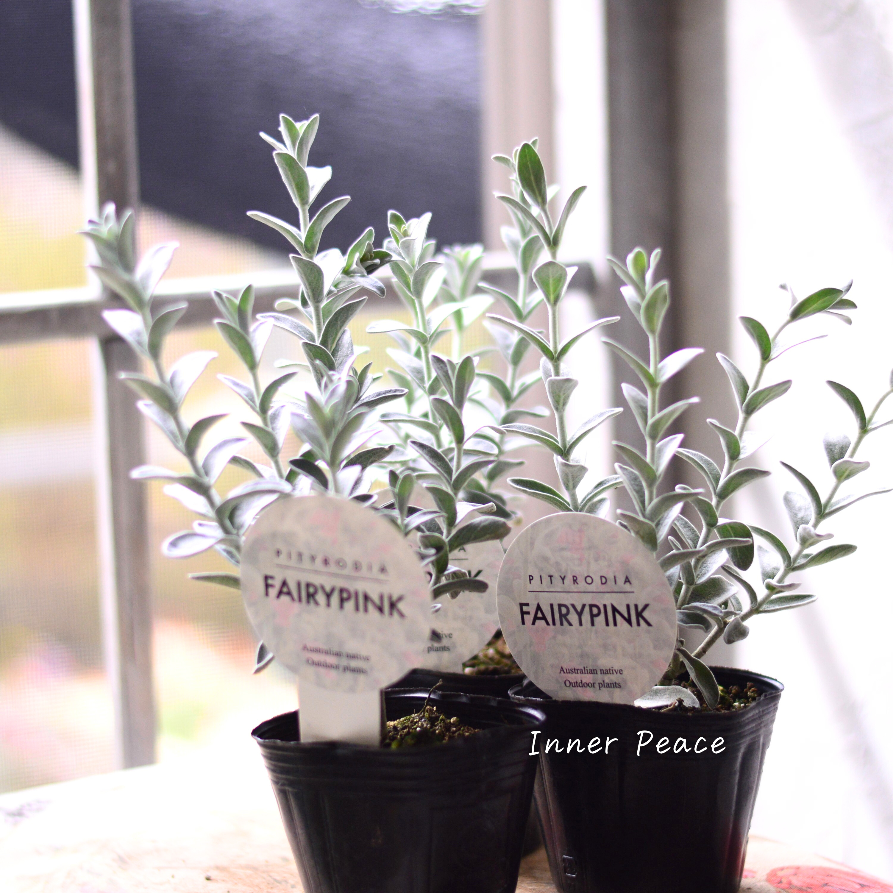 【常緑低木】 ピティロディア 『フェアリーピンク』 3寸POT