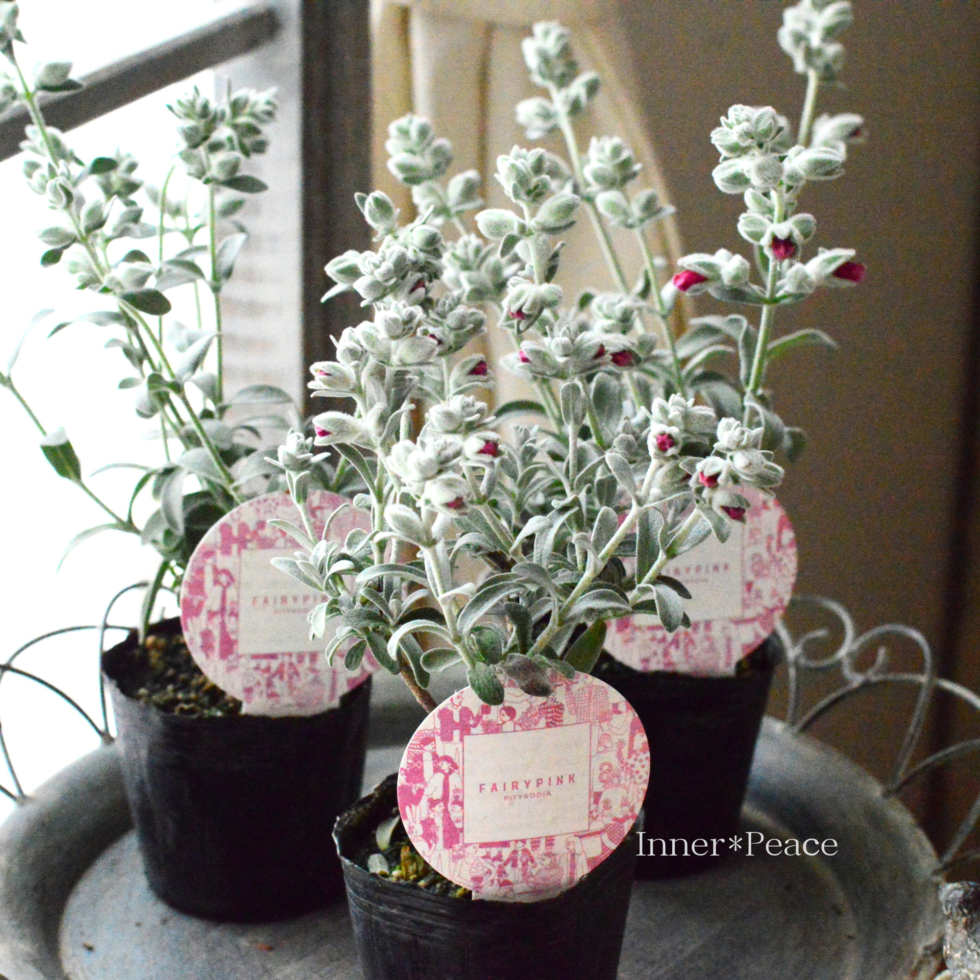 【常緑低木】 ピティロディア 『フェアリーピンク』 3寸POT