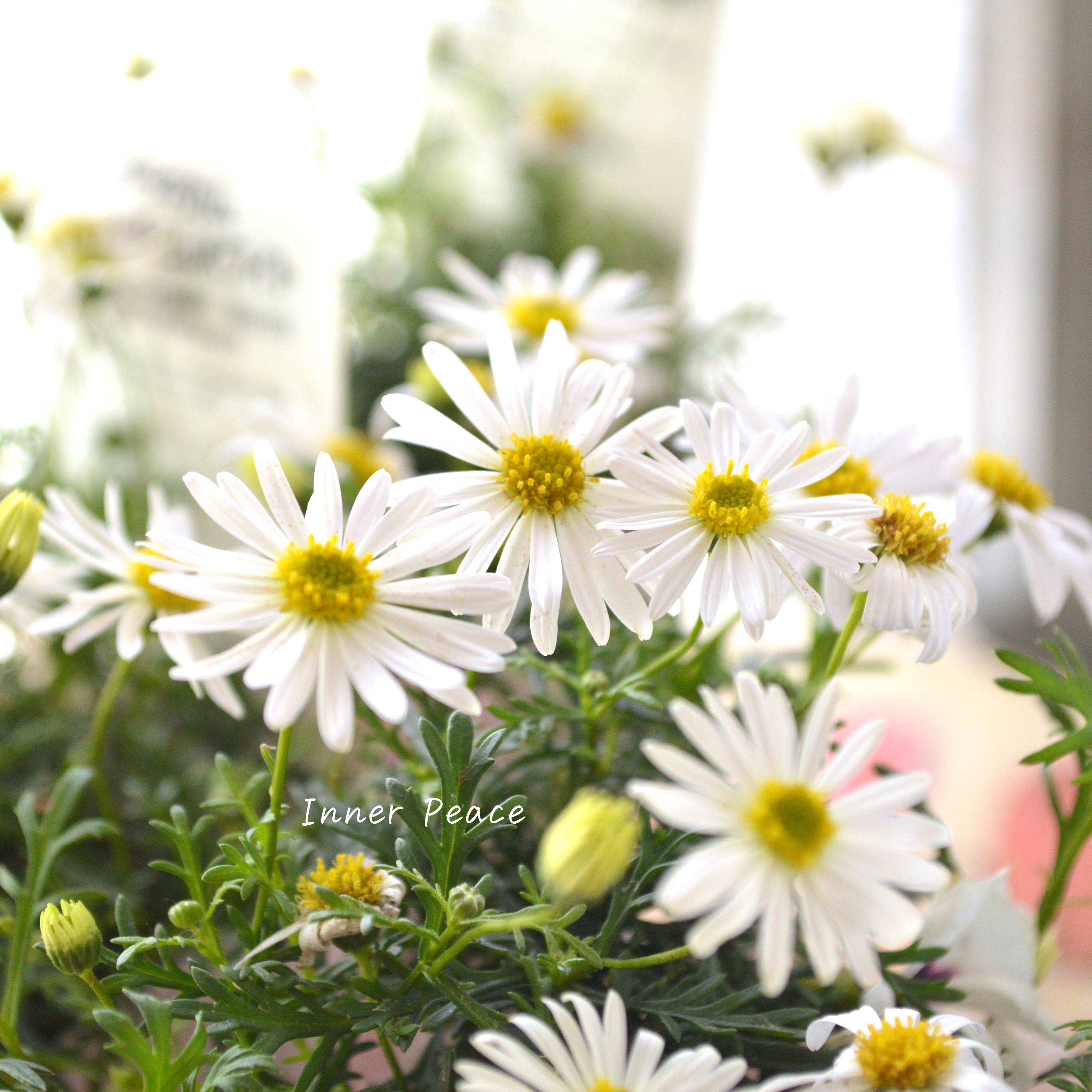 【かわいい】 ブラキカム 『スープリームホワイト』 3寸POT