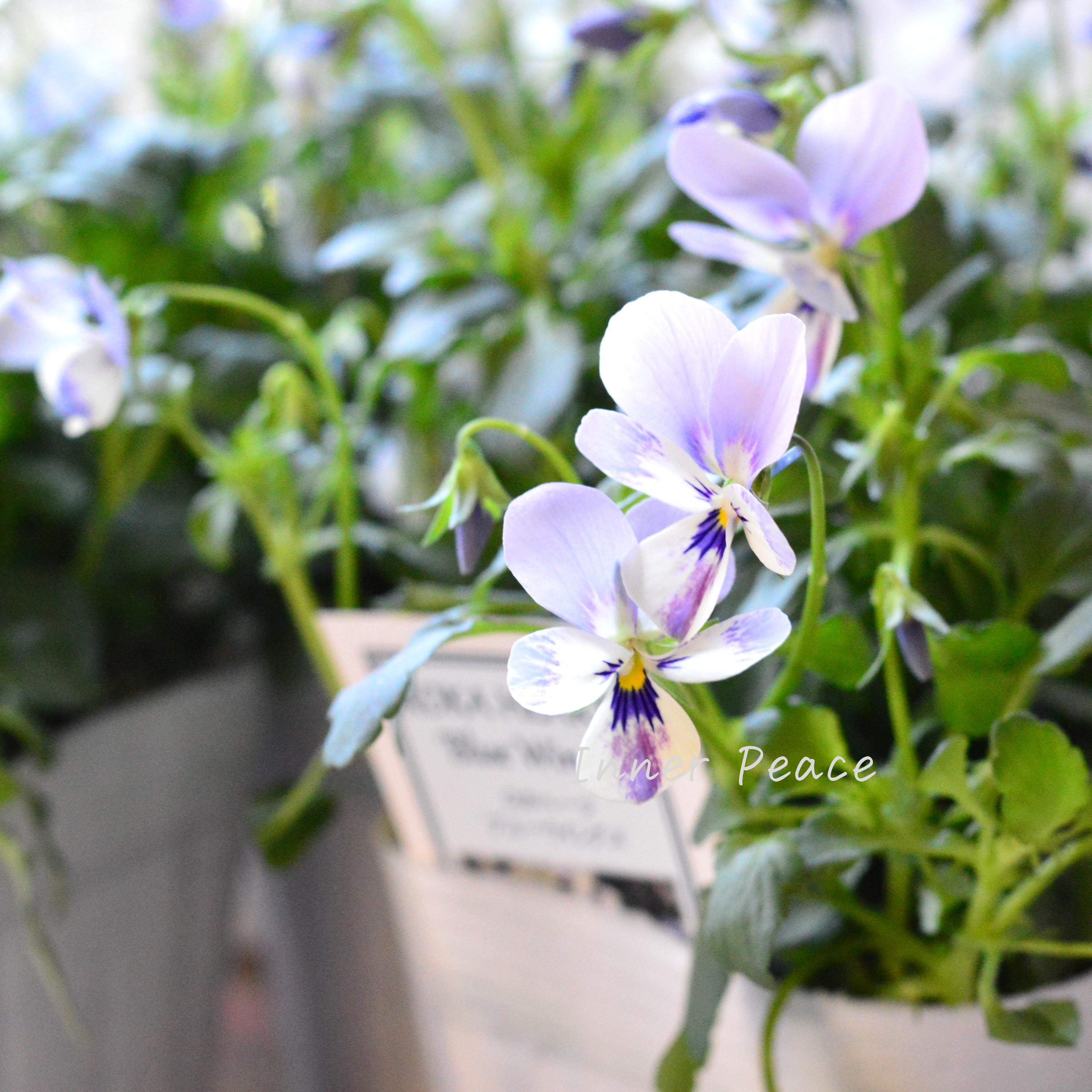 【美しい】 ビオラ ロカハーツ 『ブルーウイングス』 3.5寸POT