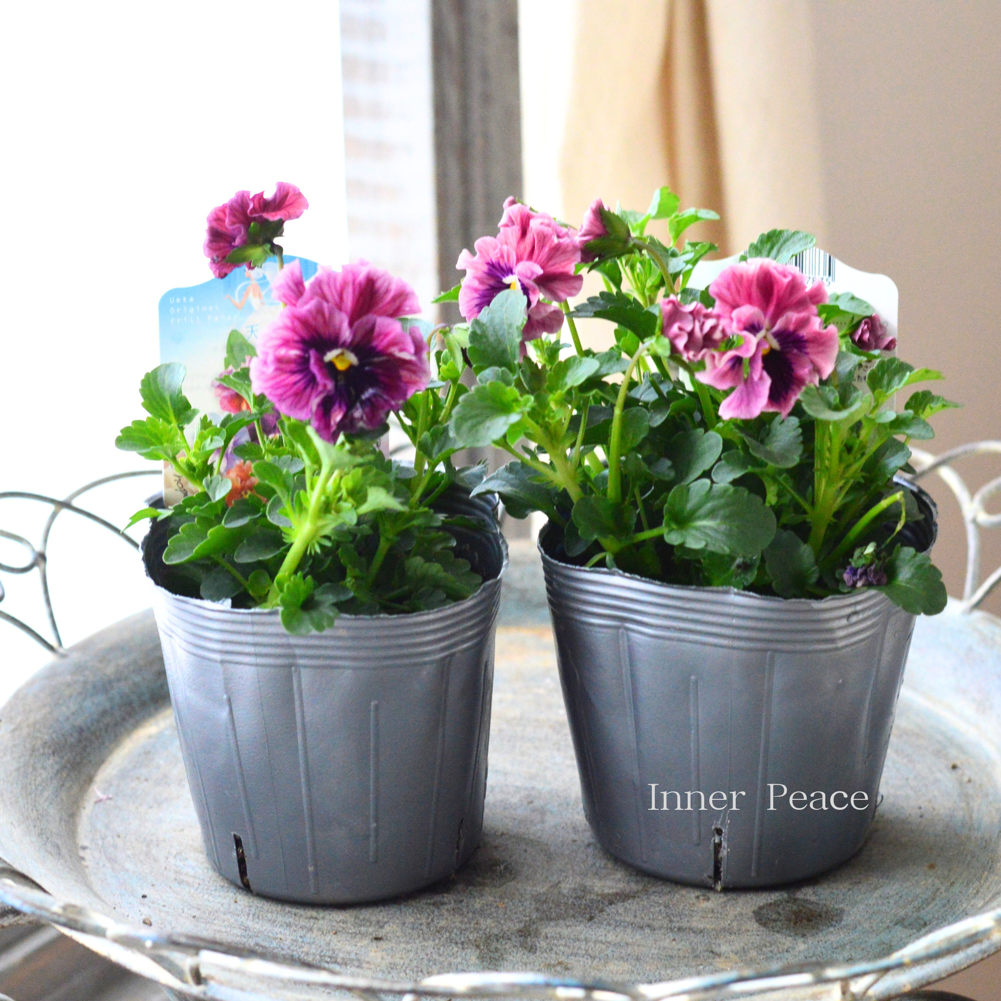 【うえたさん育種】 ミニパンジー 『天の羽衣・ピンク』 3.5寸POT