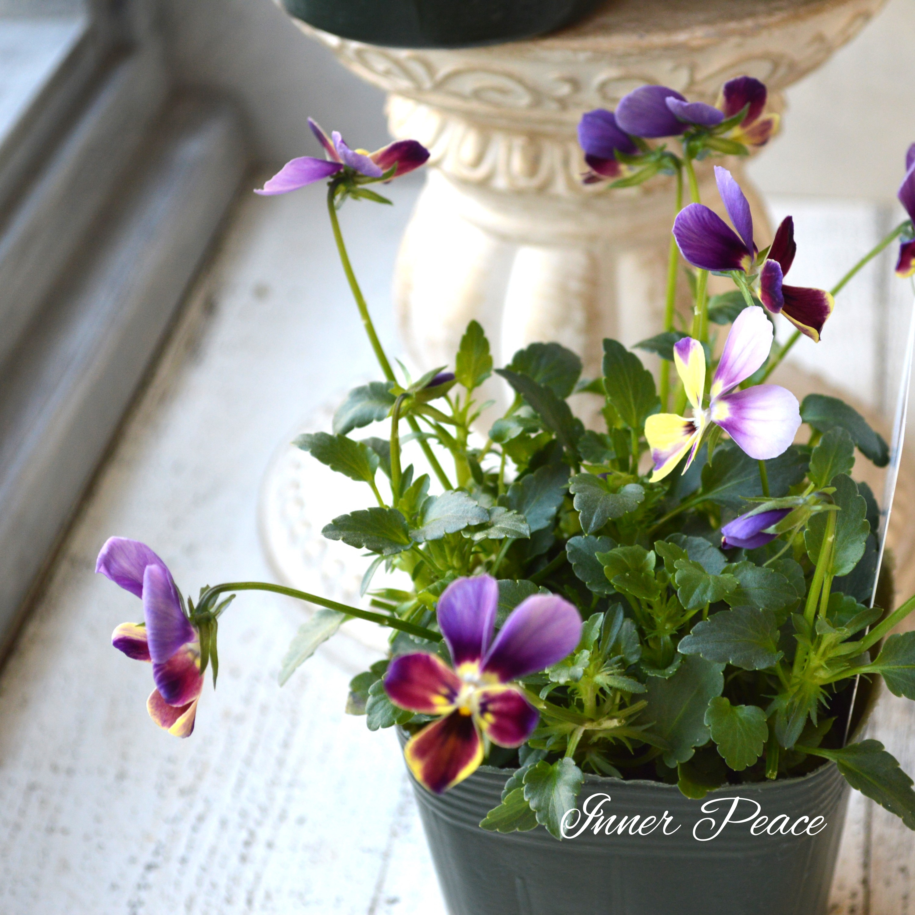 【ゲブラさん】 ビオラ 『ミステリアスバニー』 3.5寸POT