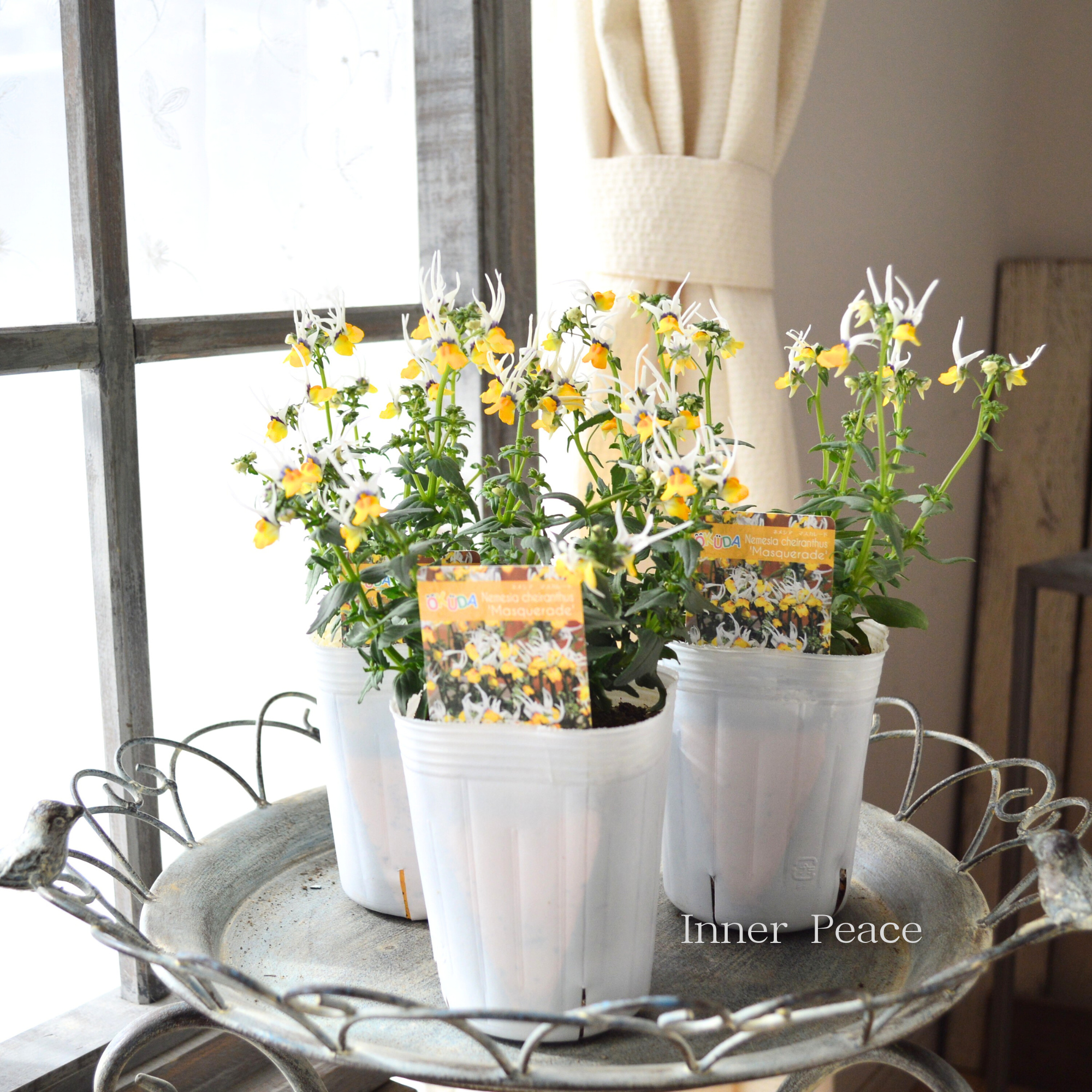 【個性的】 ネメシア 『マスカレード』 3寸ロングPOT