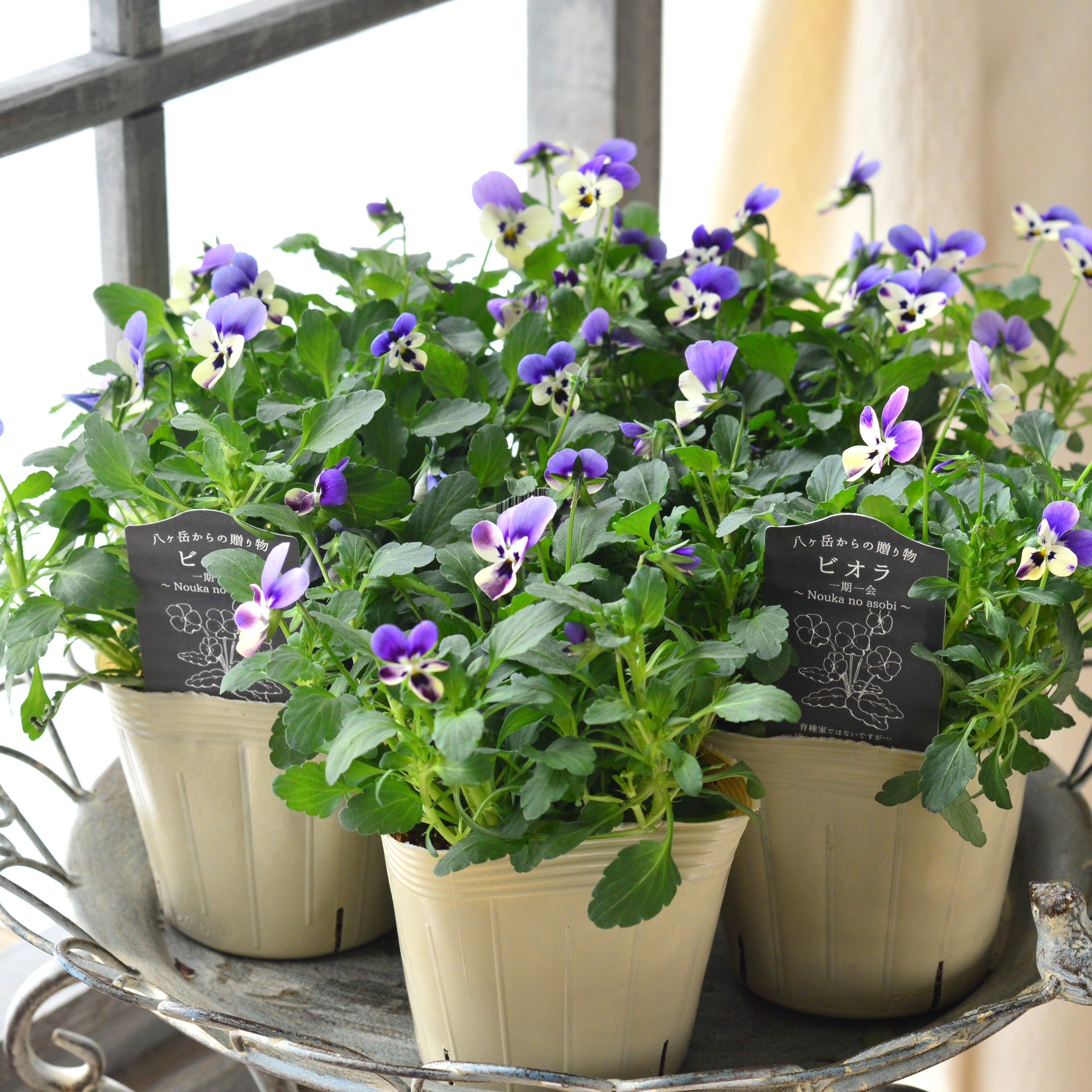 【VEGIHANA FARMさん】 ビオラ 『一期一会・Nouka no asobi・A』 3.5寸POT