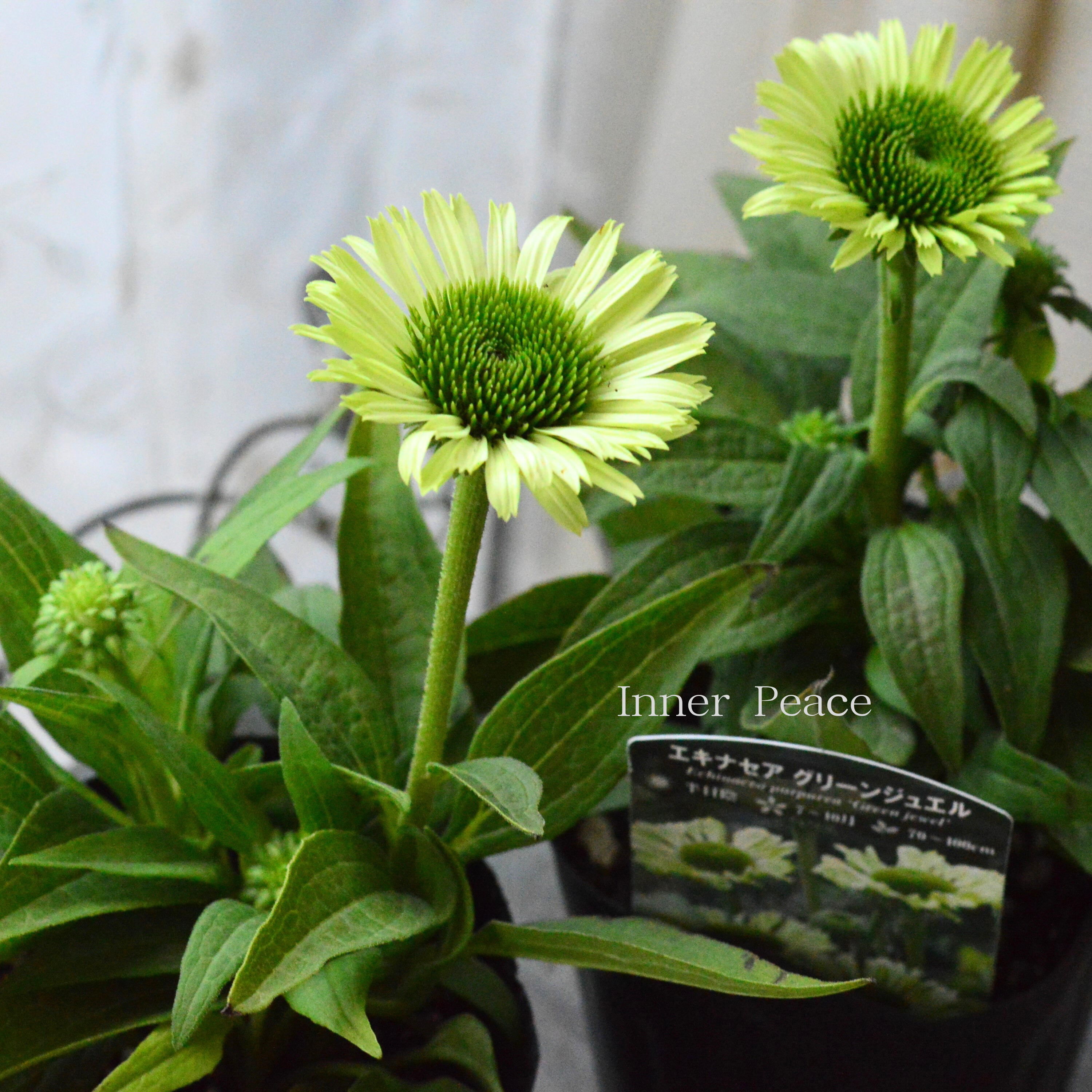 【暑さ寒さに強い】 エキナセア 『グリーンジュエル』 4寸POT