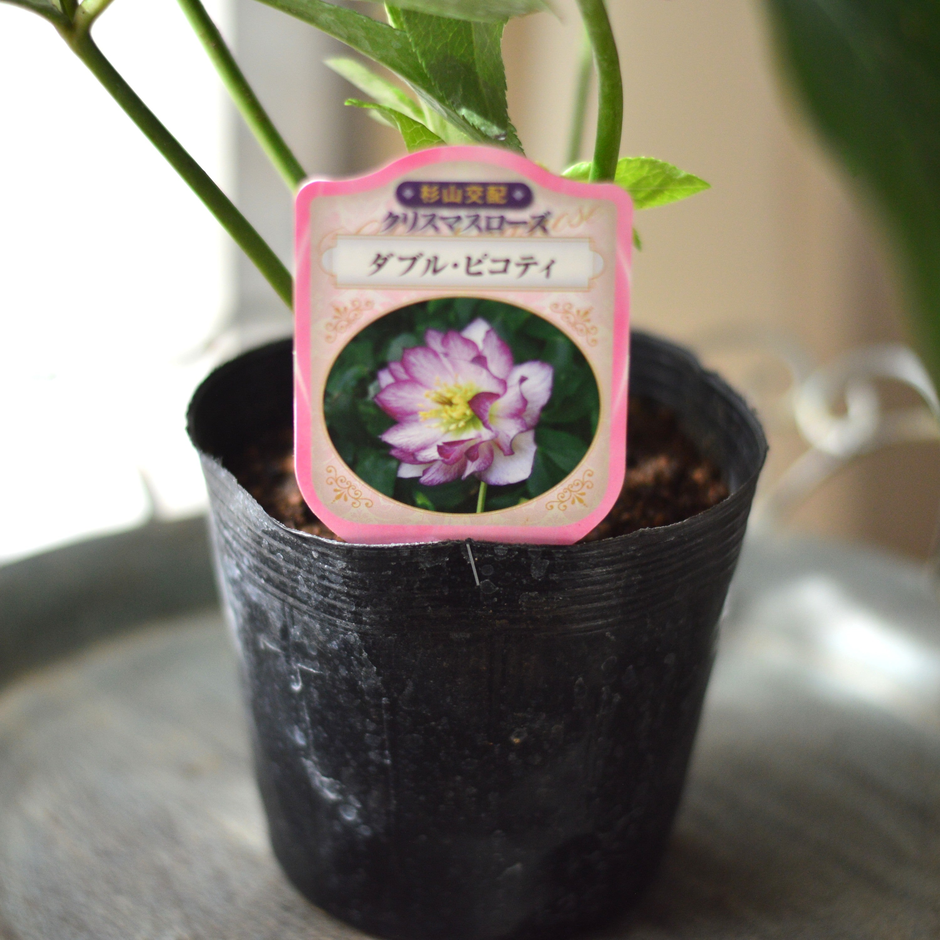 【杉光園芸さん】 クリスマスローズ 『ダブル・ピコティ』 4寸POT