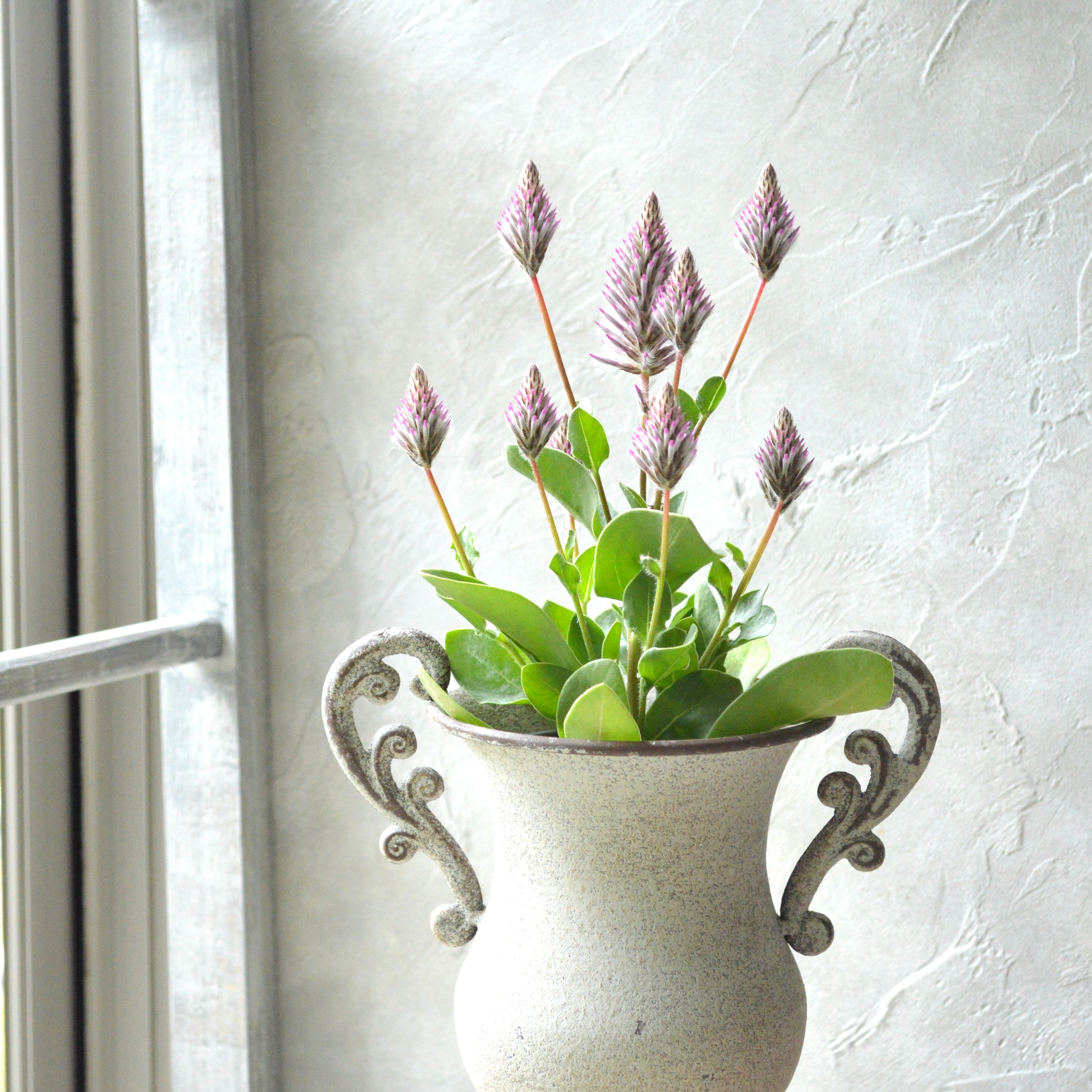 【個性的】 プティロータス 『エクサルタツス・ジョーイ』 3.5寸POT