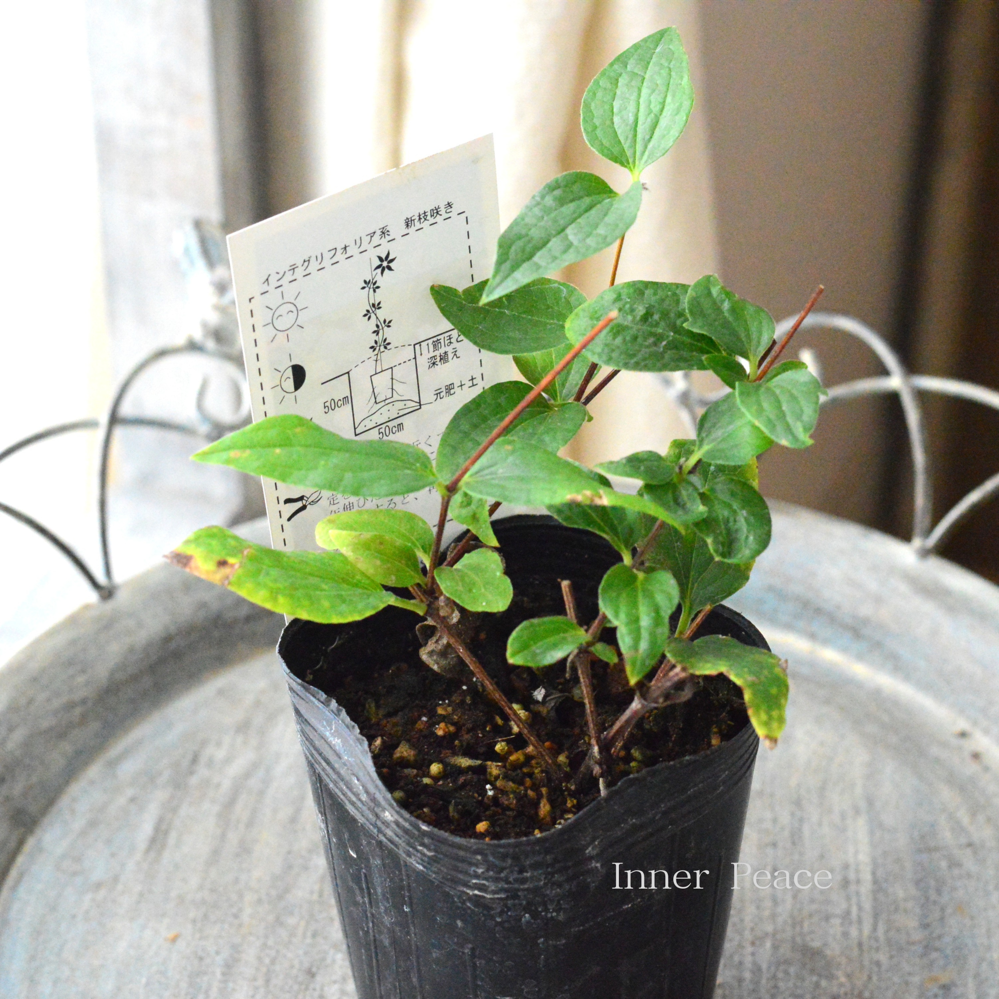 【及川フラグリーンさん】 クレマチス インテグリフォリア系 『アラベラ』 3寸POT