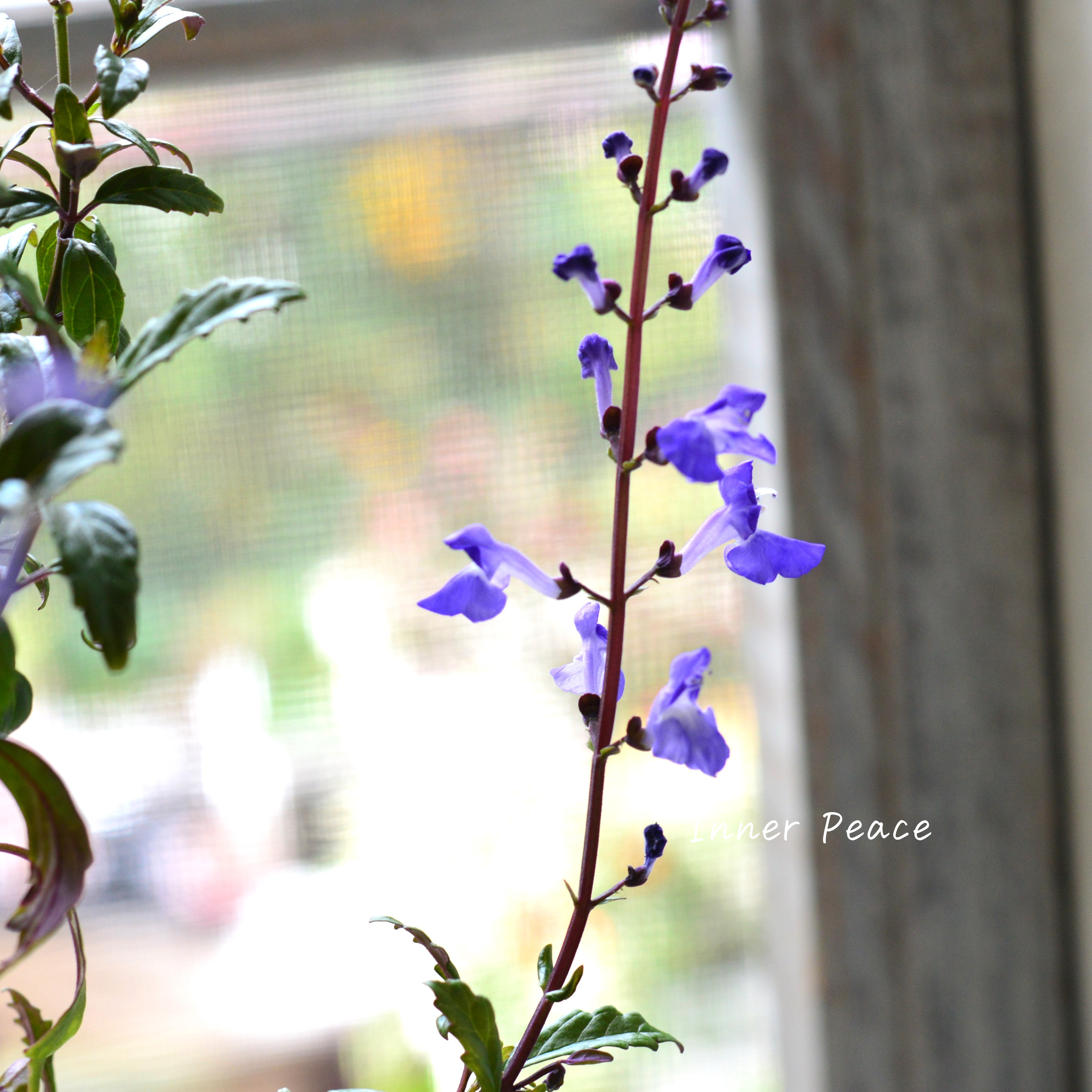 【日陰に強い】 スクテラリア 『ブルーファイヤー』 3.5寸POT