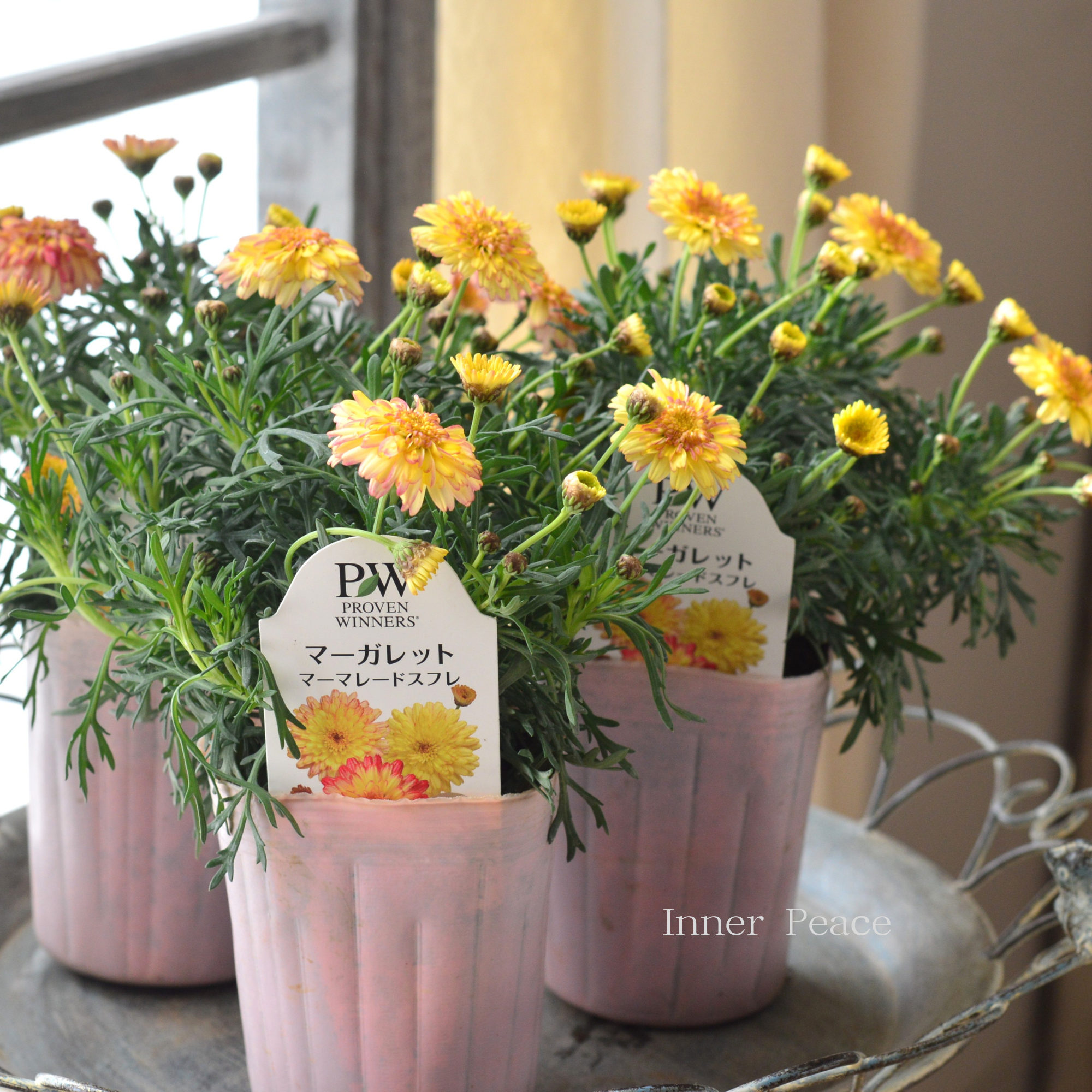 【PW】 マーガレット 『マーマレードスフレ』 3寸ロングPOT