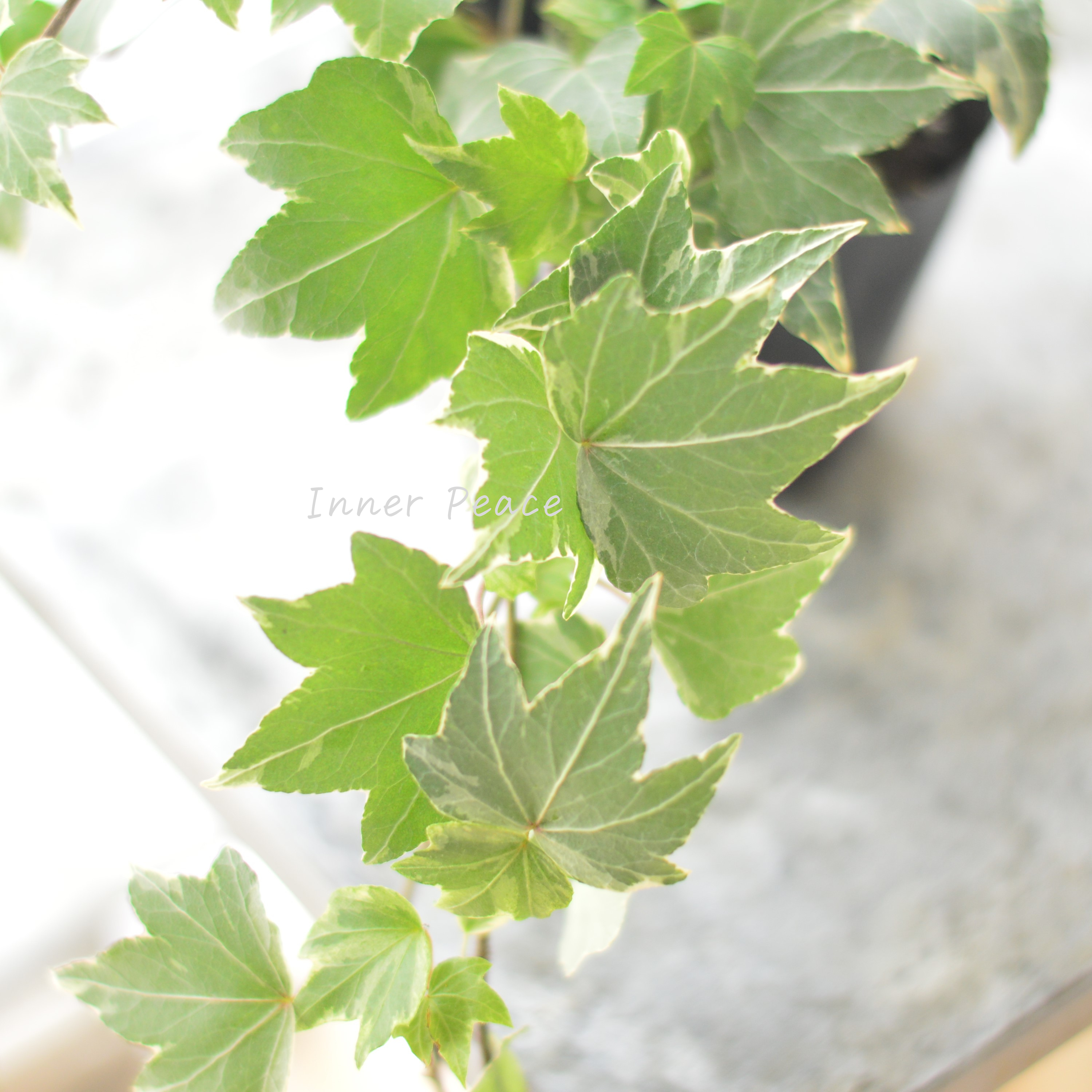 【寄せ植えに】 ヘデラ ヘリックス 『ホワイトリップル』 3寸POT