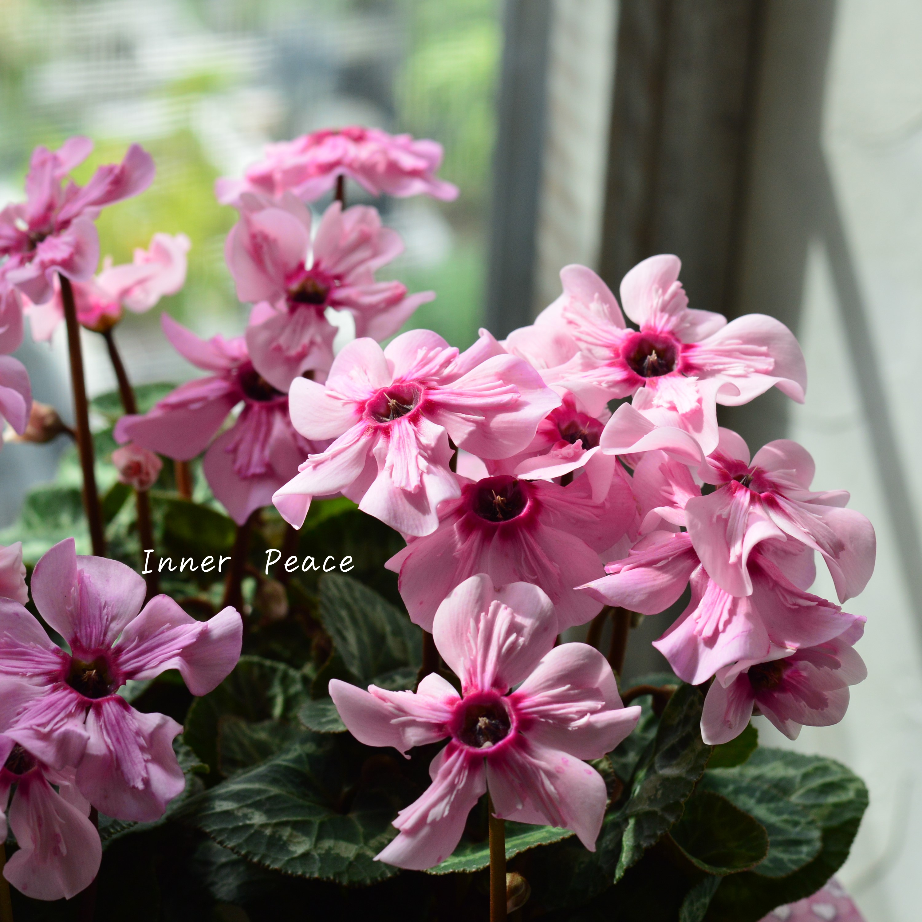 【新品種】 ミニシクラメン 『イリュージア・ピンクラテ』 3寸硬質POT