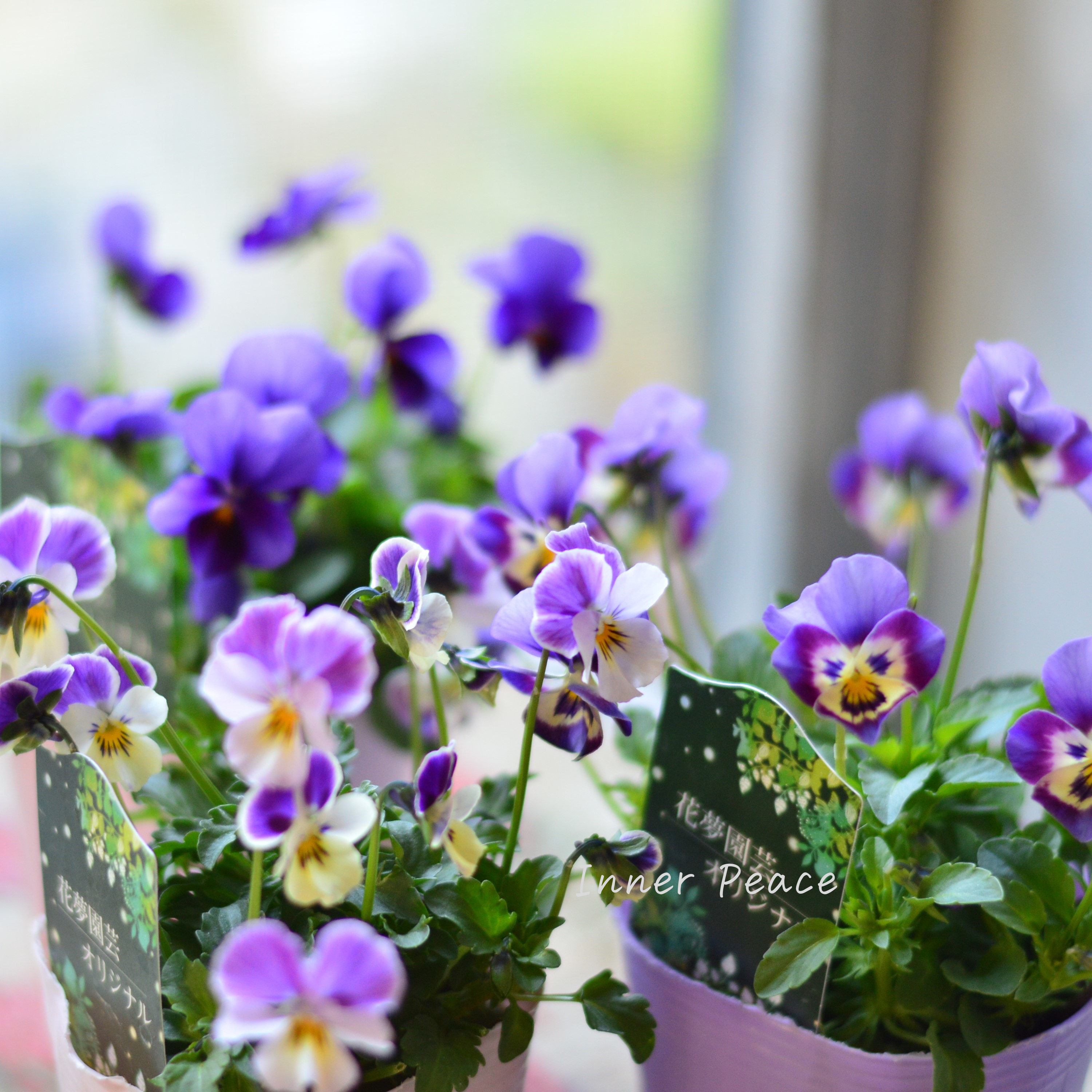 【花夢園芸さん】 ビオラ 『パープル系』 3寸ロングPOT