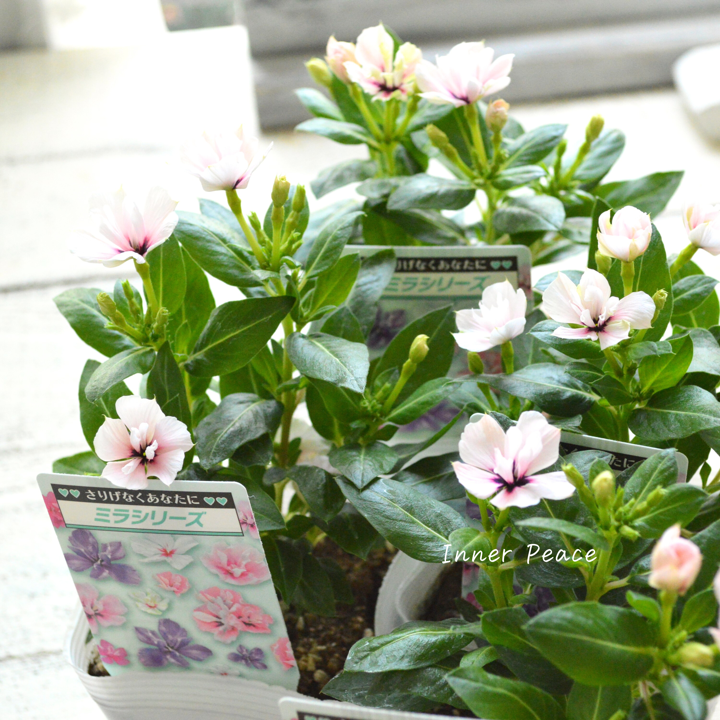 【北島園芸さん】 ニチニチソウ(八重咲き) 『ミラシリーズ・モネ』 3.5寸POT