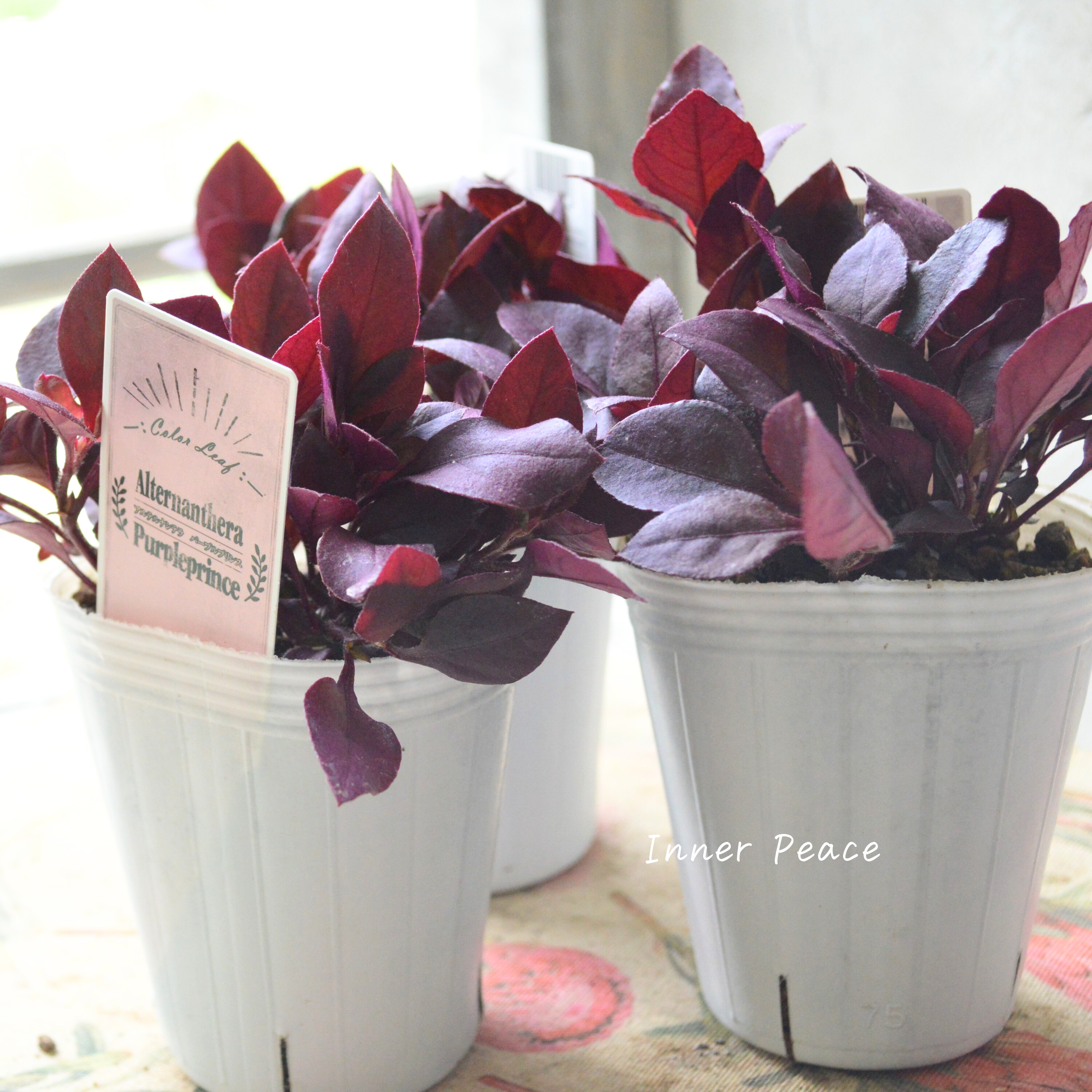 【暑さに強い】 アルテルナンテラ 『パープルプリンス』 2.5寸~3寸POT