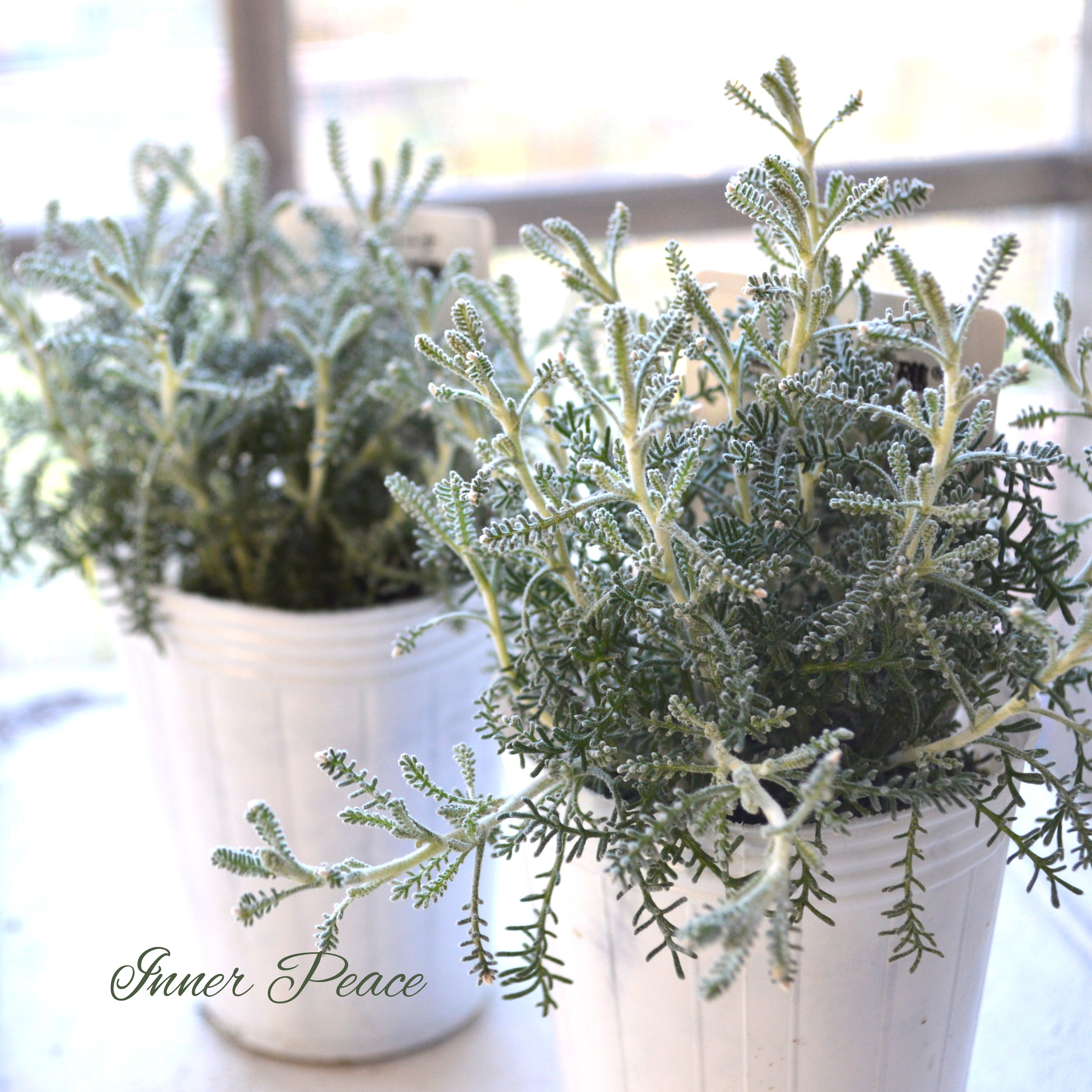 【冬の定番】 サントリーナ 『雪のサンゴ礁』 2.5寸ロングPOT