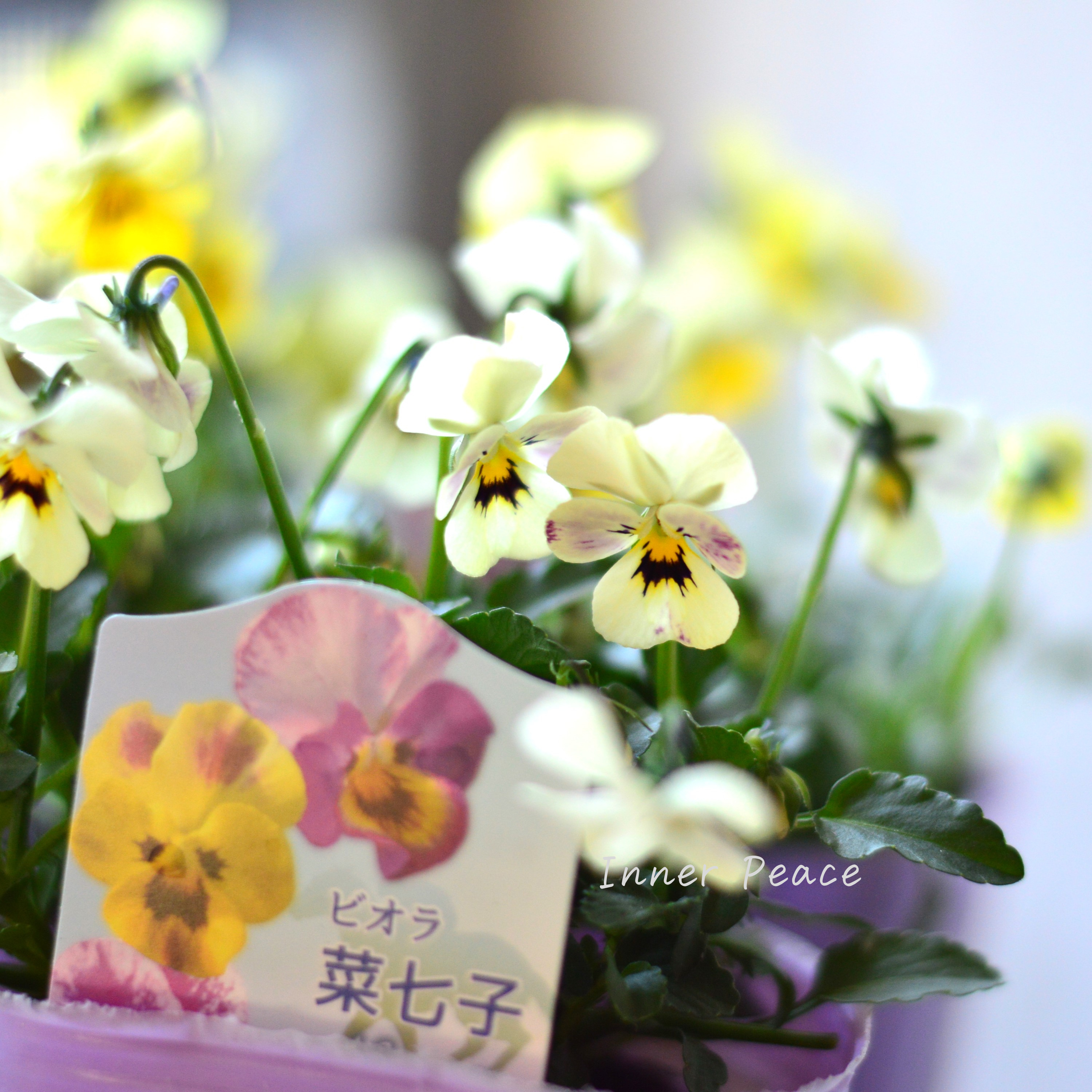 【花夢園芸さん】 ビオラ 『菜七子・Bタイプ』 3寸ロングPOT