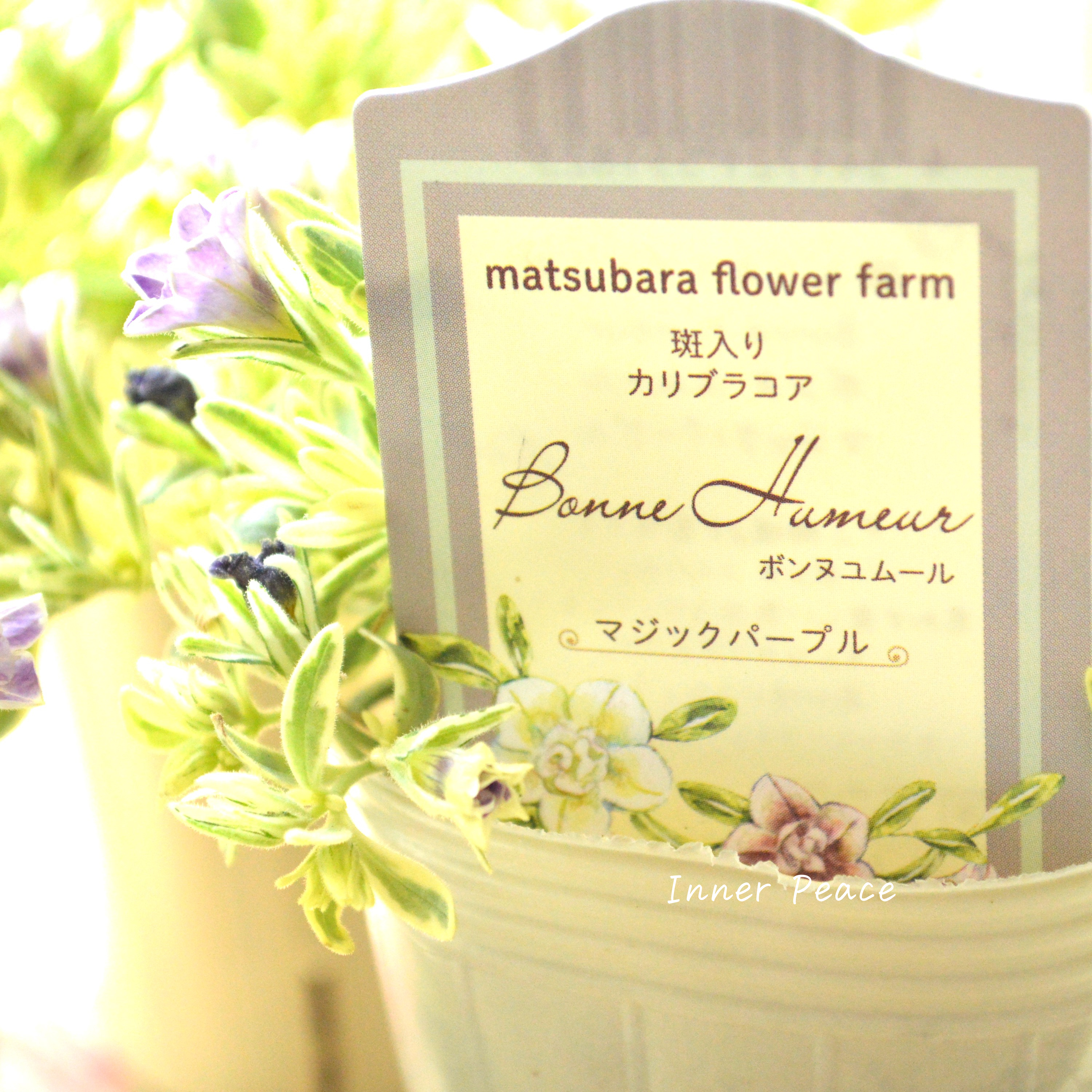 【斑入り】 Sale! カリブラコア 『ボンヌユムール・マジックパープル』 2.5寸POT