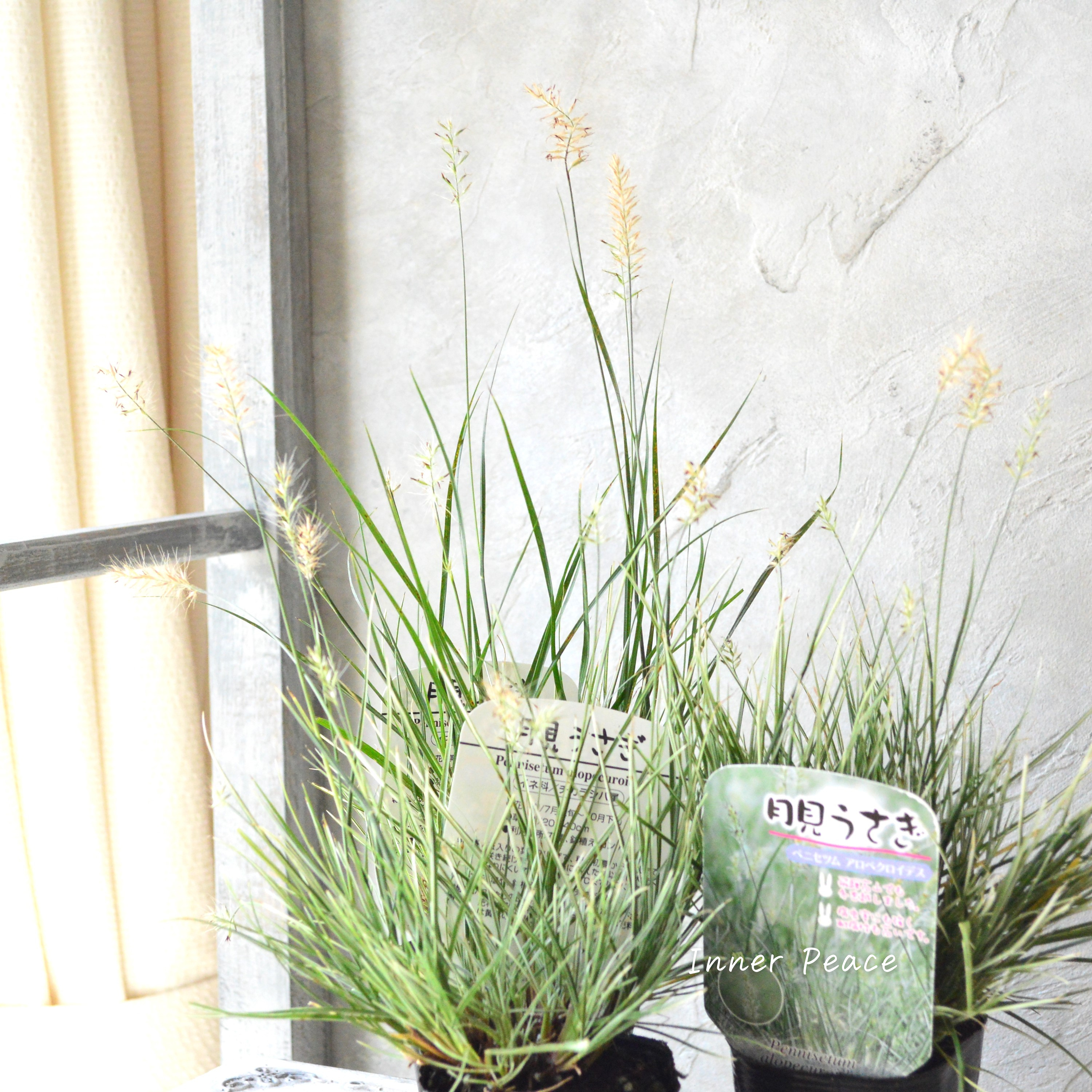 【暑さ寒さに強い】 斑入りペニセツム 『月見うさぎ』 3寸POT