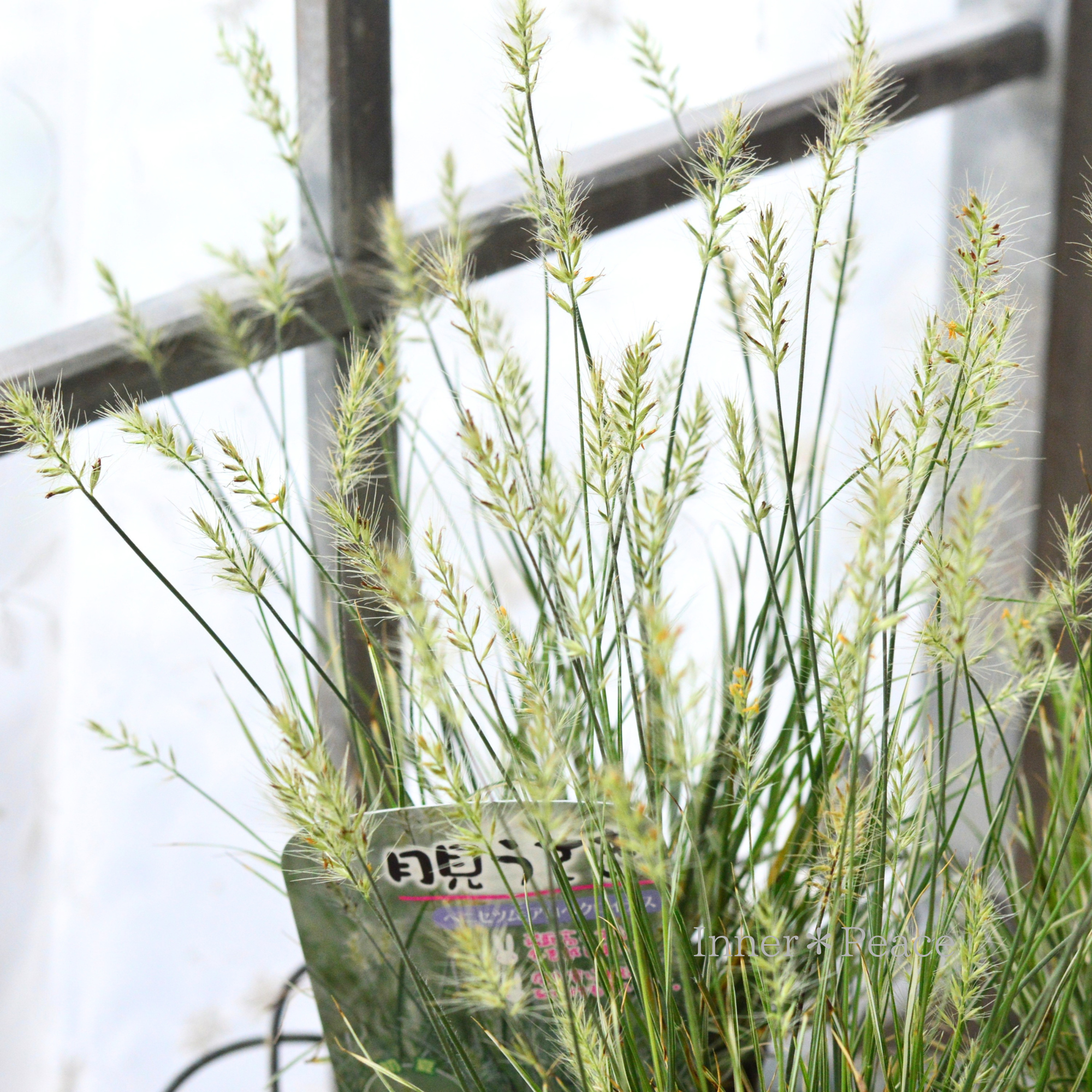 【暑さ寒さに強い】 斑入り ペニセツム 『月見うさぎ』 3寸POT