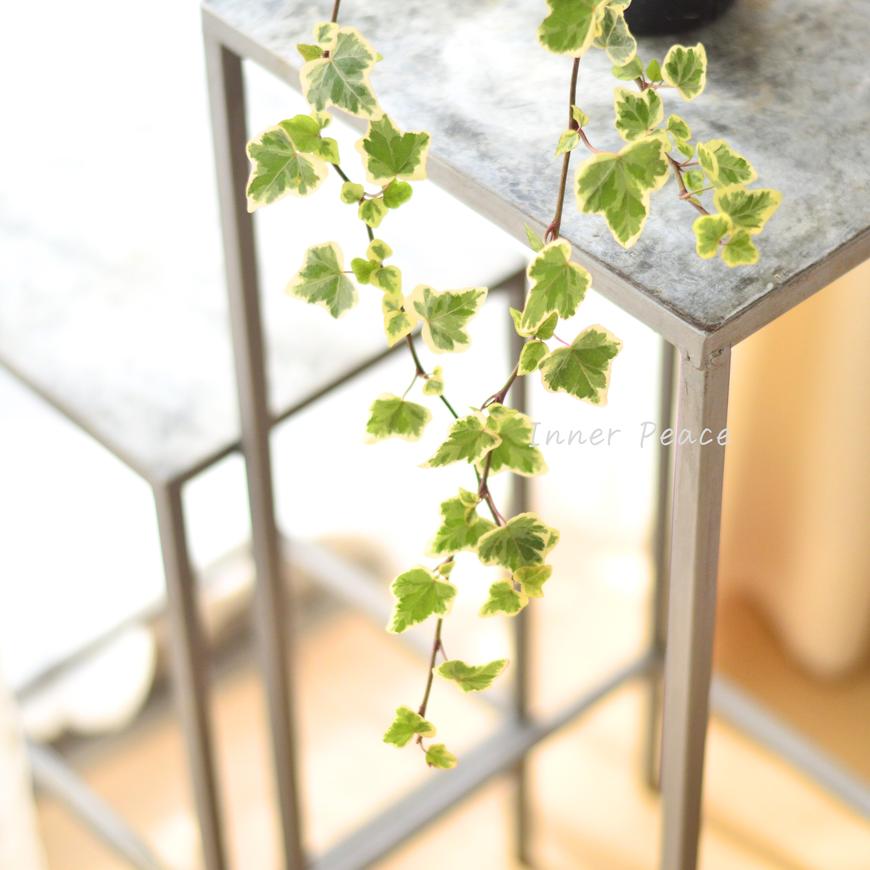 【寄せ植えに】 ヘデラ ヘリックス 『ホワイトワンダー』 3寸POT