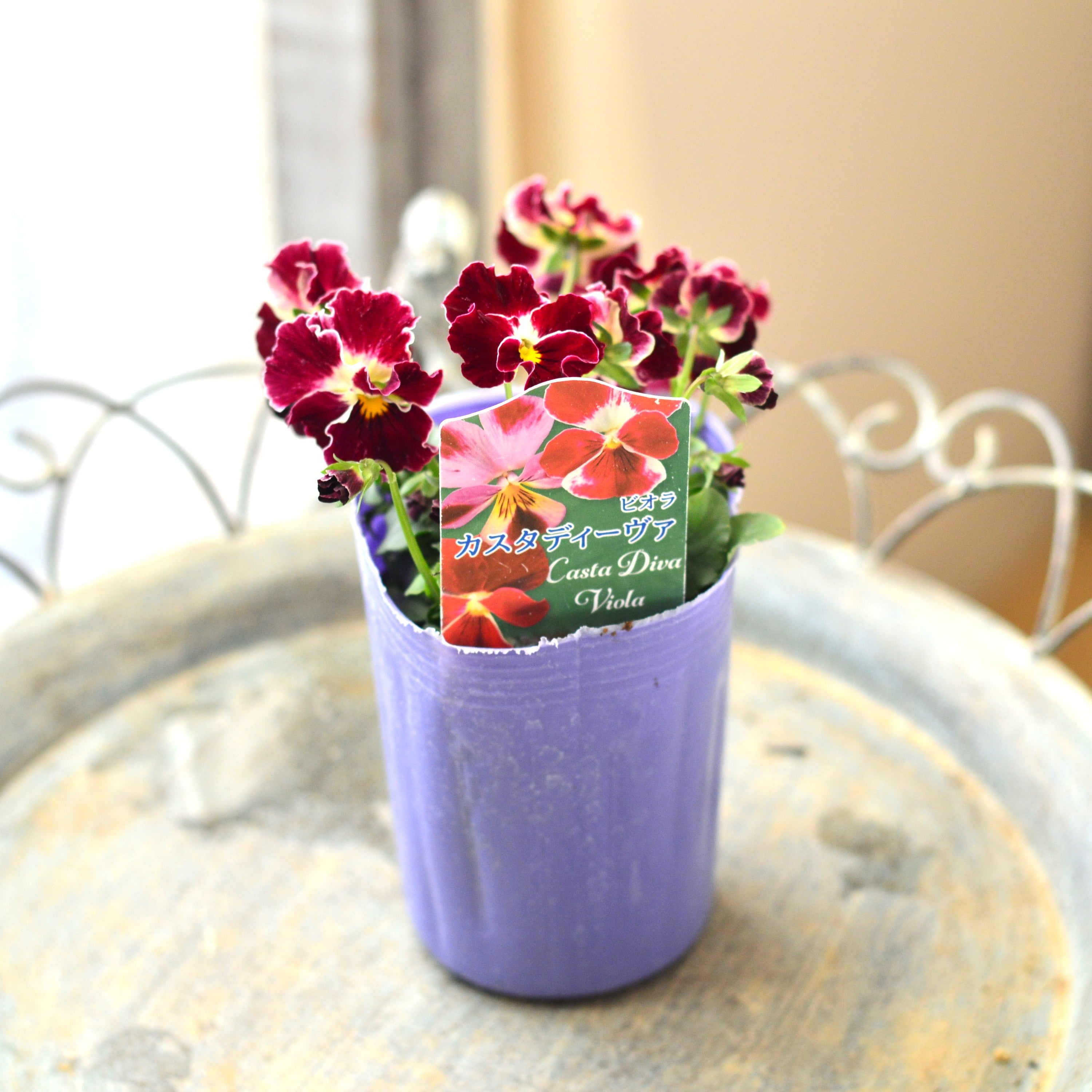 【花夢園芸さん】 ビオラ 『カスタディーヴァ』 3寸ロングPOT