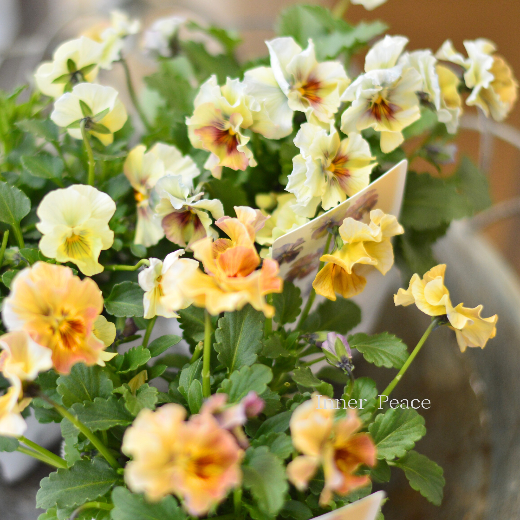 【ステキ】 北島園芸さんのビオラ 『コルティルーチェ・暖色系』 3.5寸POT