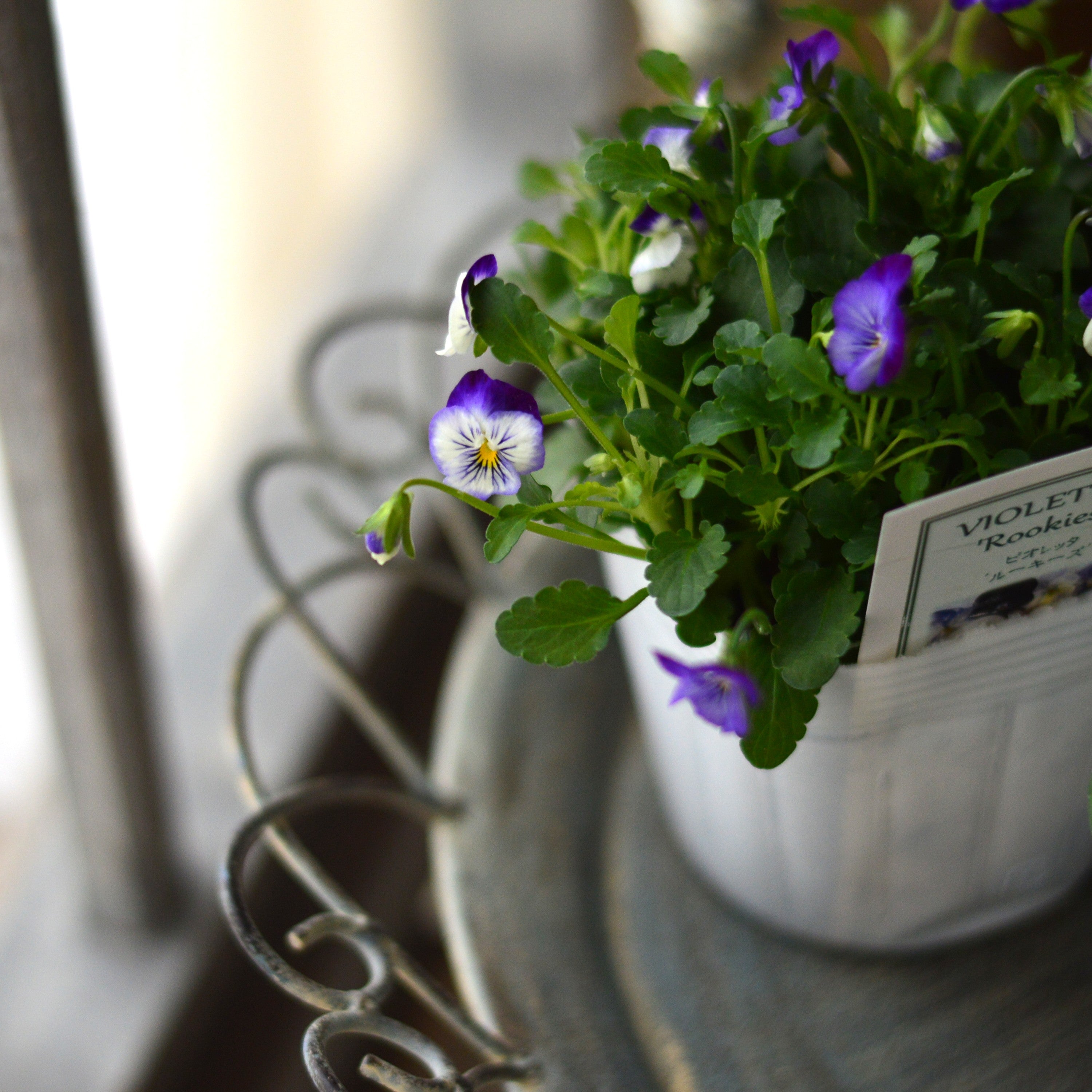 【かわいい】 小輪ビオラ ビオレッタ 『ルーキーズ』 3.5寸POT