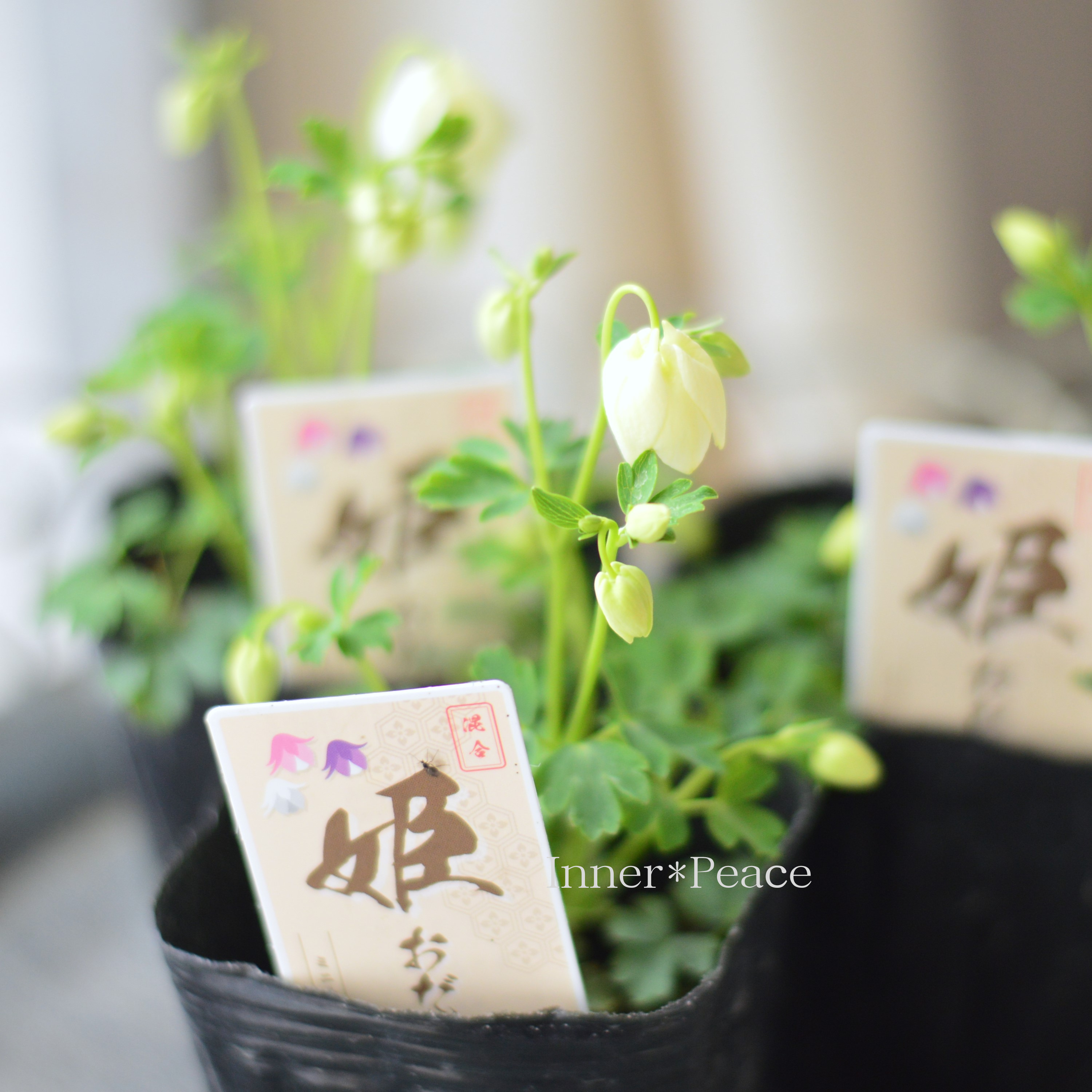 【かわいい】 姫オダマキ 『ホワイト系』 3寸POT