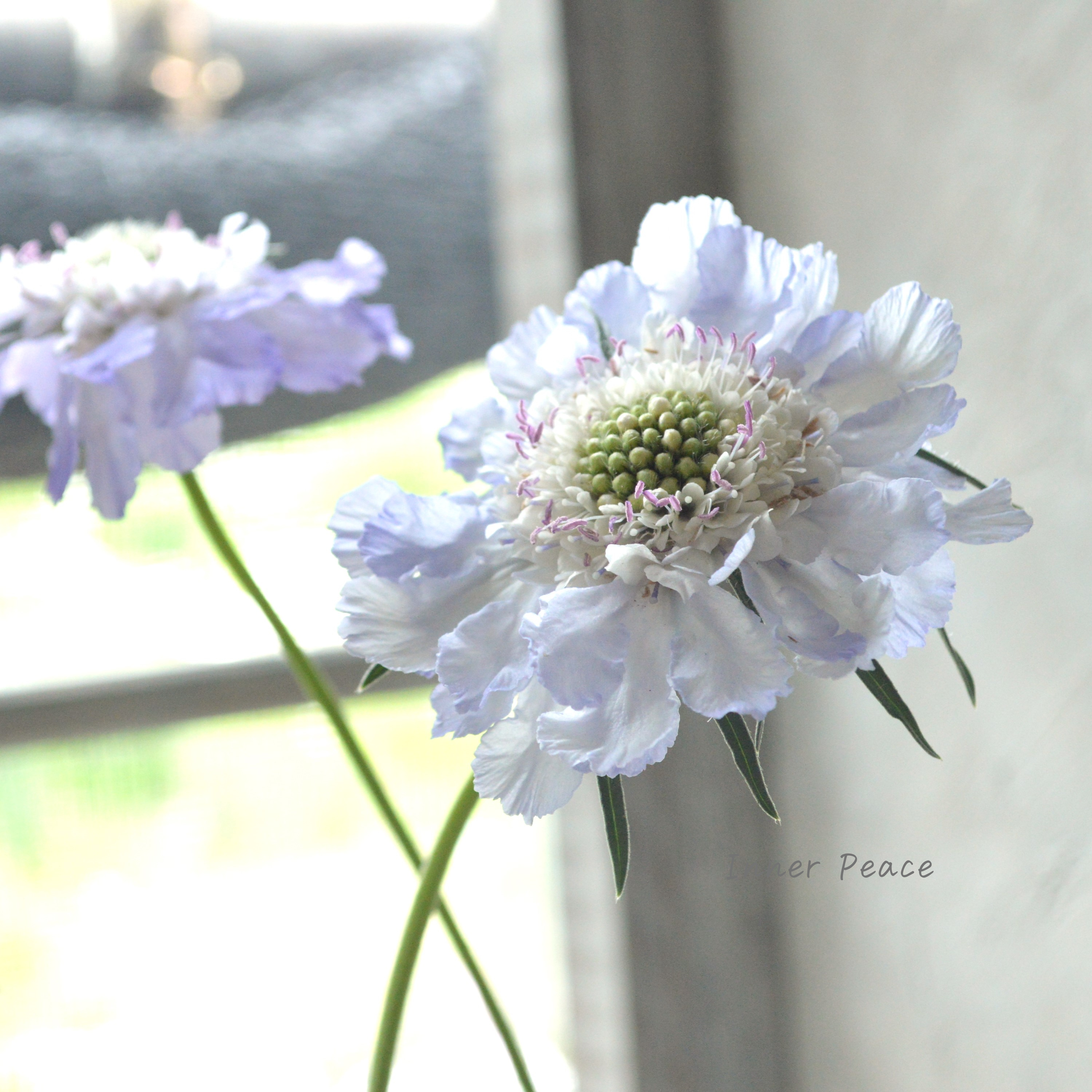 【大輪】 スカビオサ 『パーフェクタ・ブルー系』 3.5寸POT