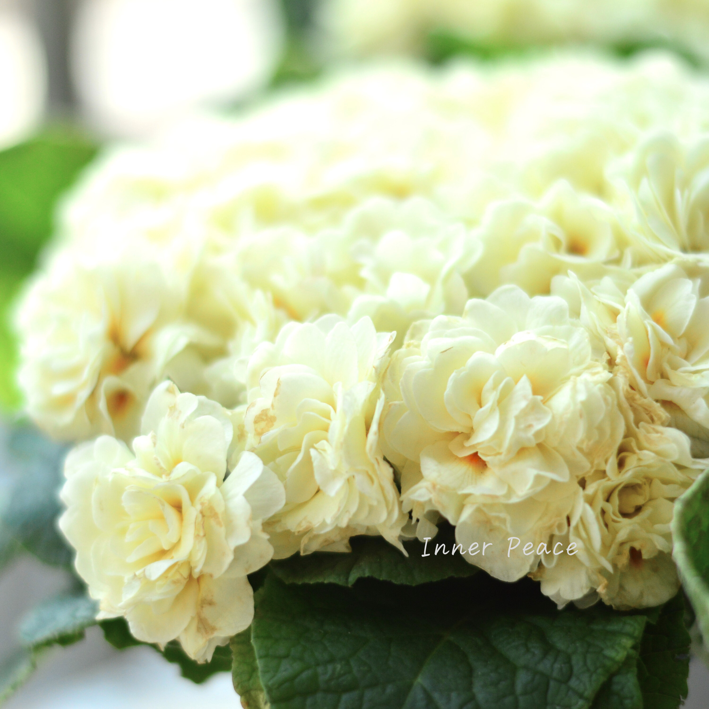 【八重咲き】 プリムラ 『ベラリーナ・クリーム』 4寸POT