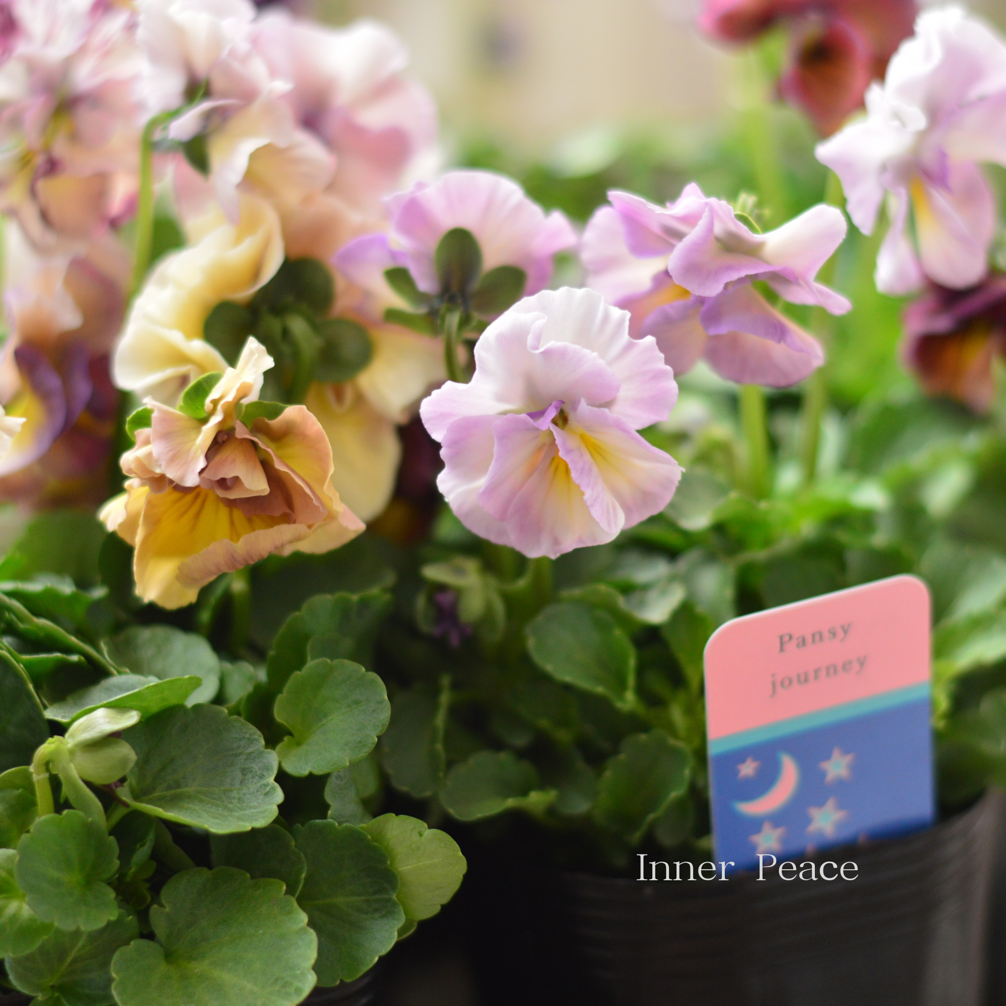 【ハルグリンさん】新品種 パンジー 『ジャーニー』 3寸POT