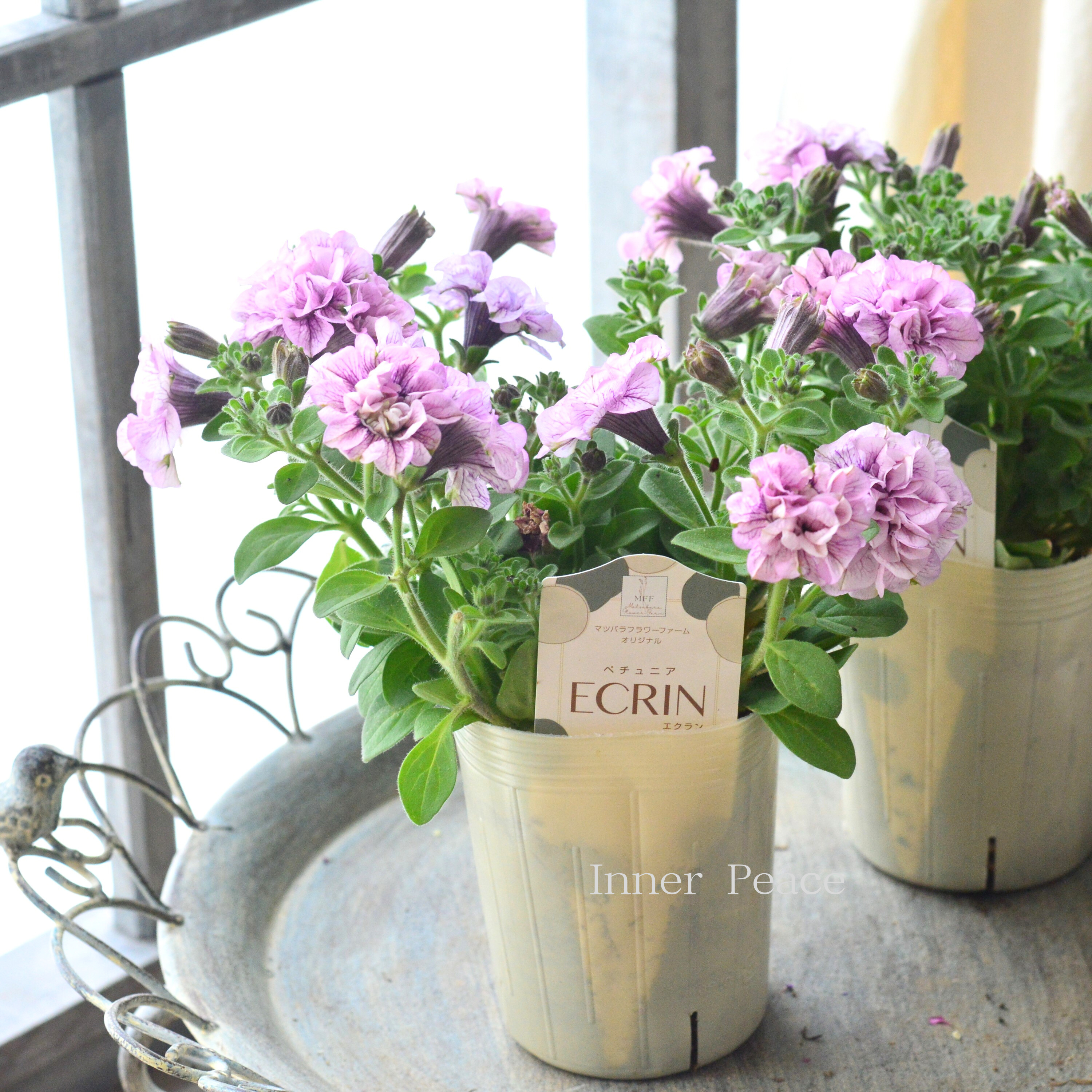 【マツバラフラワーファームさん】 ペチュニア 『エクラン・ピンク』 3寸ロングPOT
