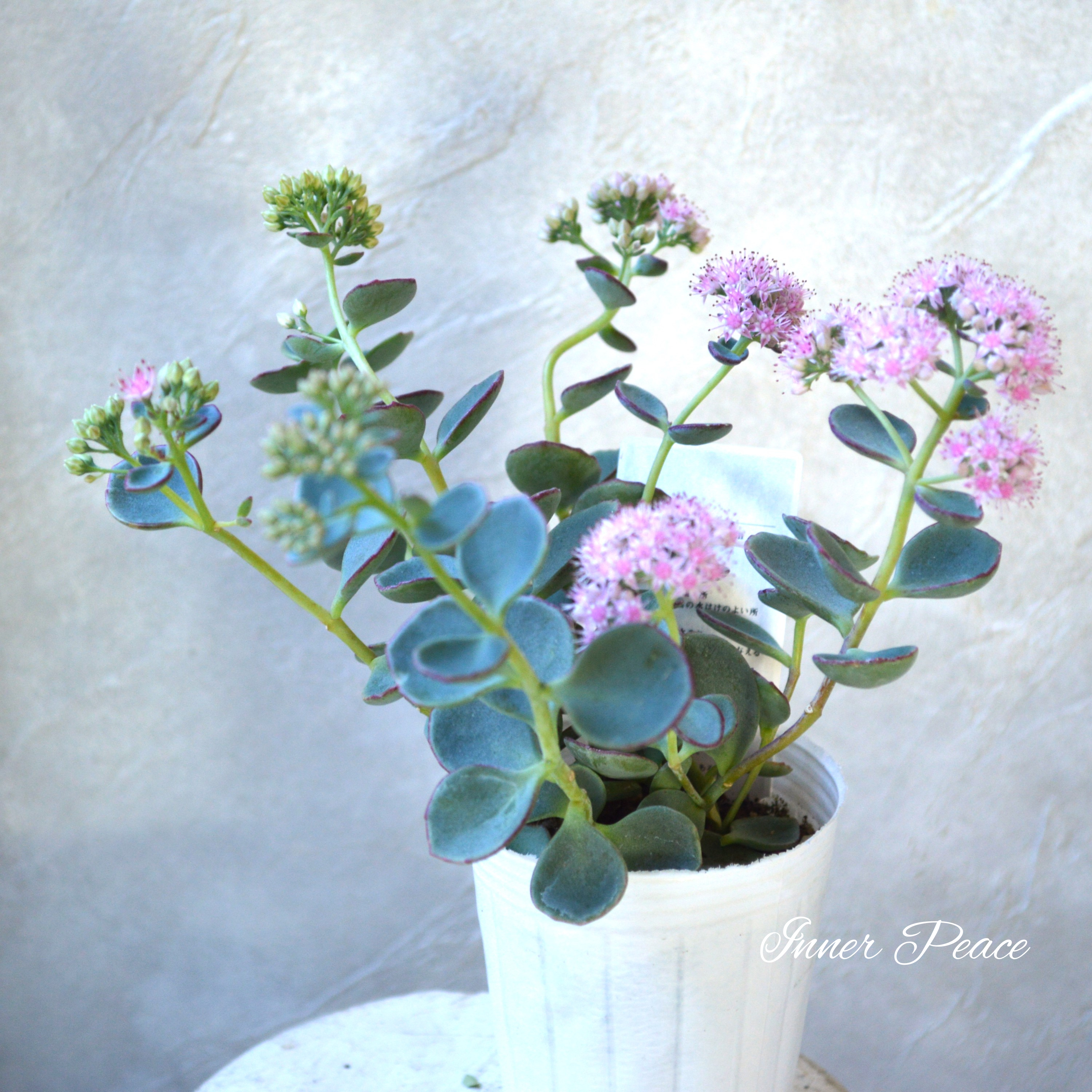 【寒さに強い】越中ミセバヤ 3寸POT