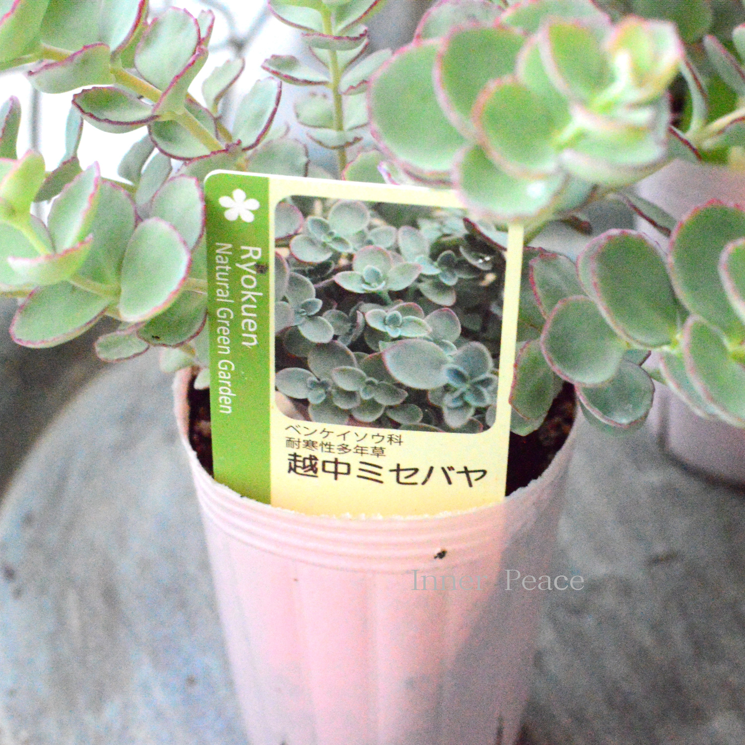 【寒さに強い】越中ミセバヤ 3寸POT