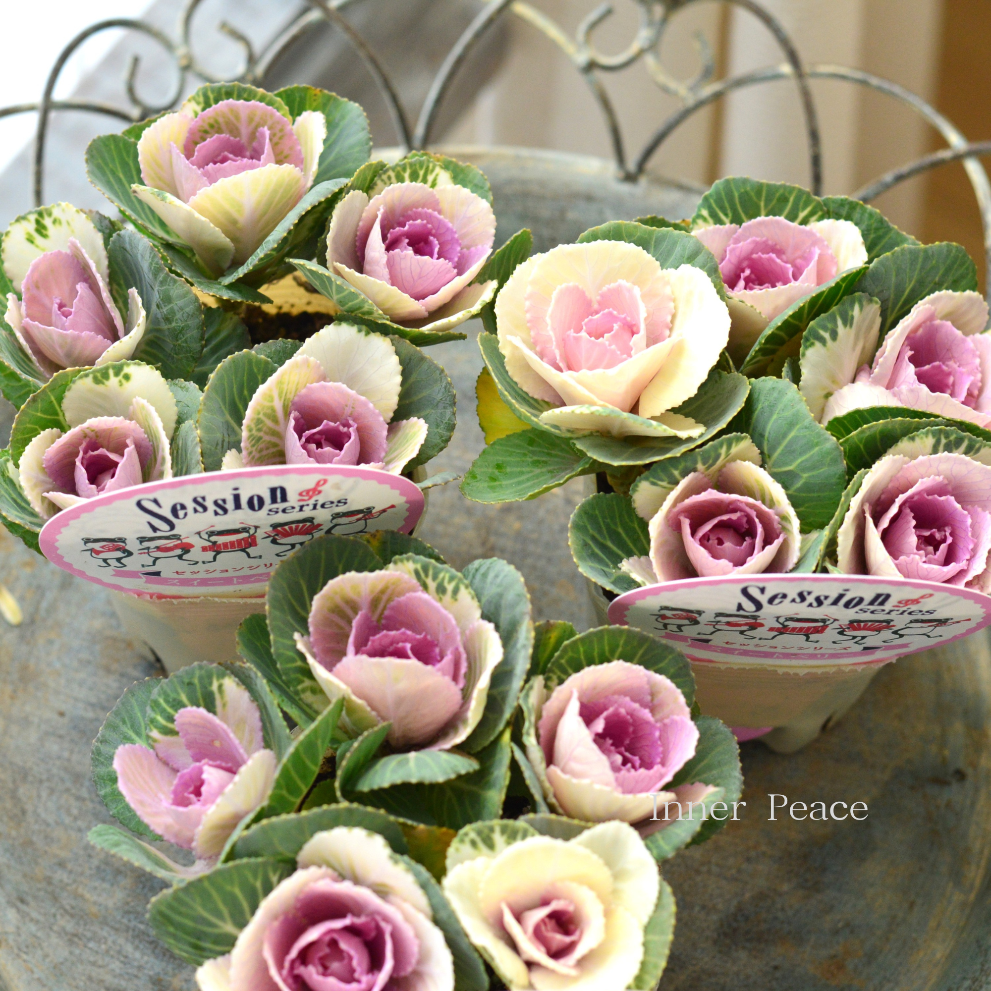 【5本植え】 葉牡丹 『セッション・スイートベリー』 3寸POT