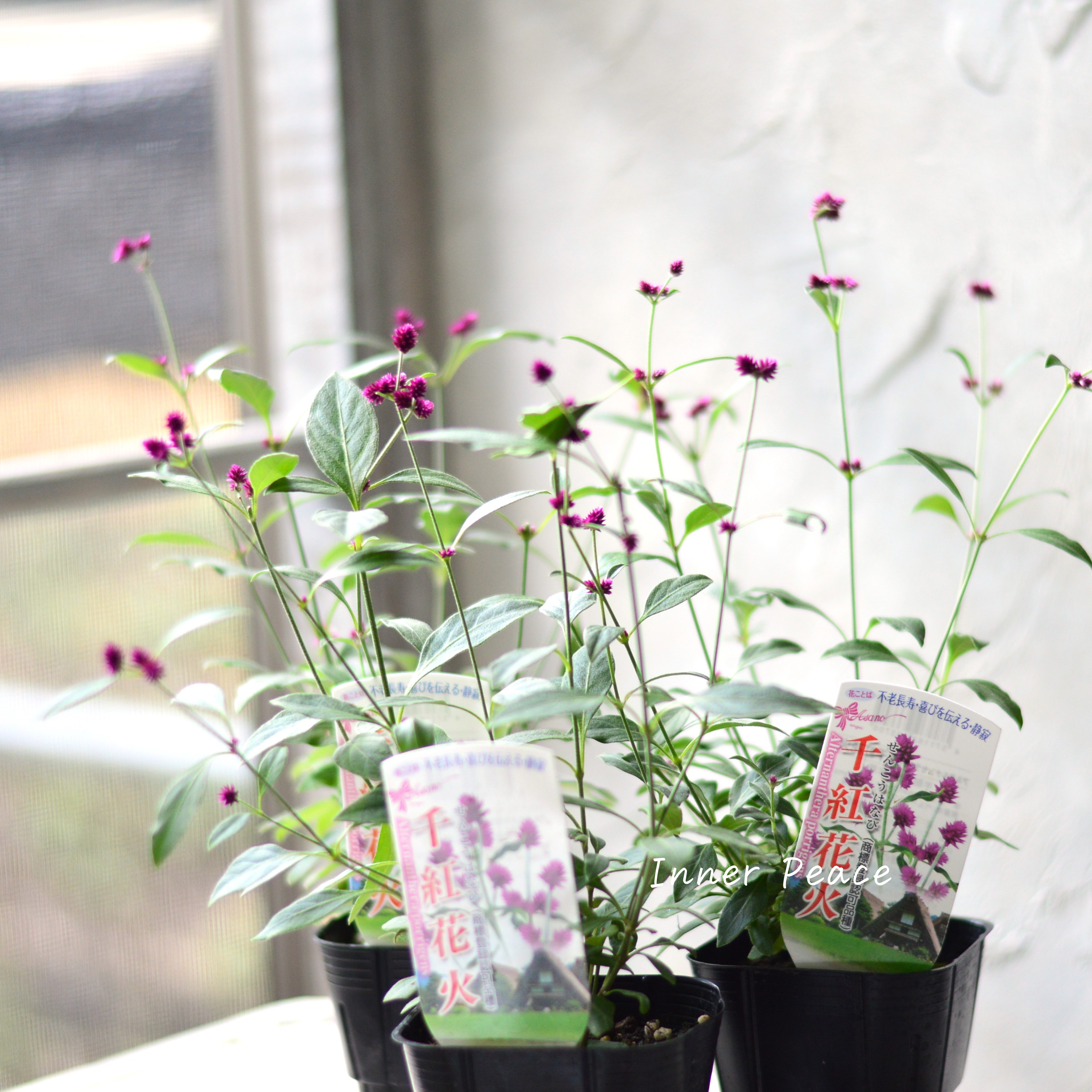 【かわいい】 アルテルナンテラ 『千紅花火』 3寸POT