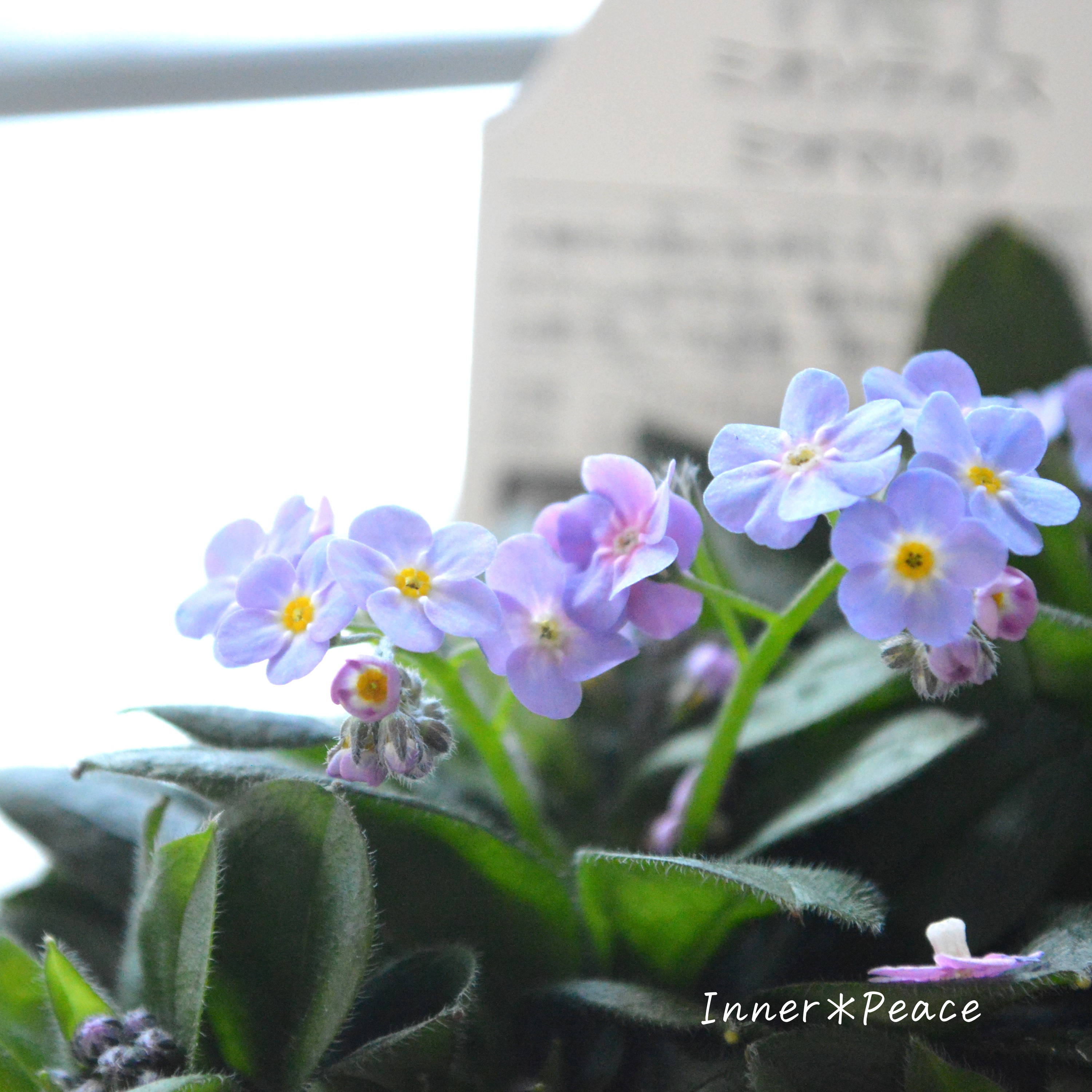 【PW】 ミオソティス 『ミオマルク』 3.5寸POT