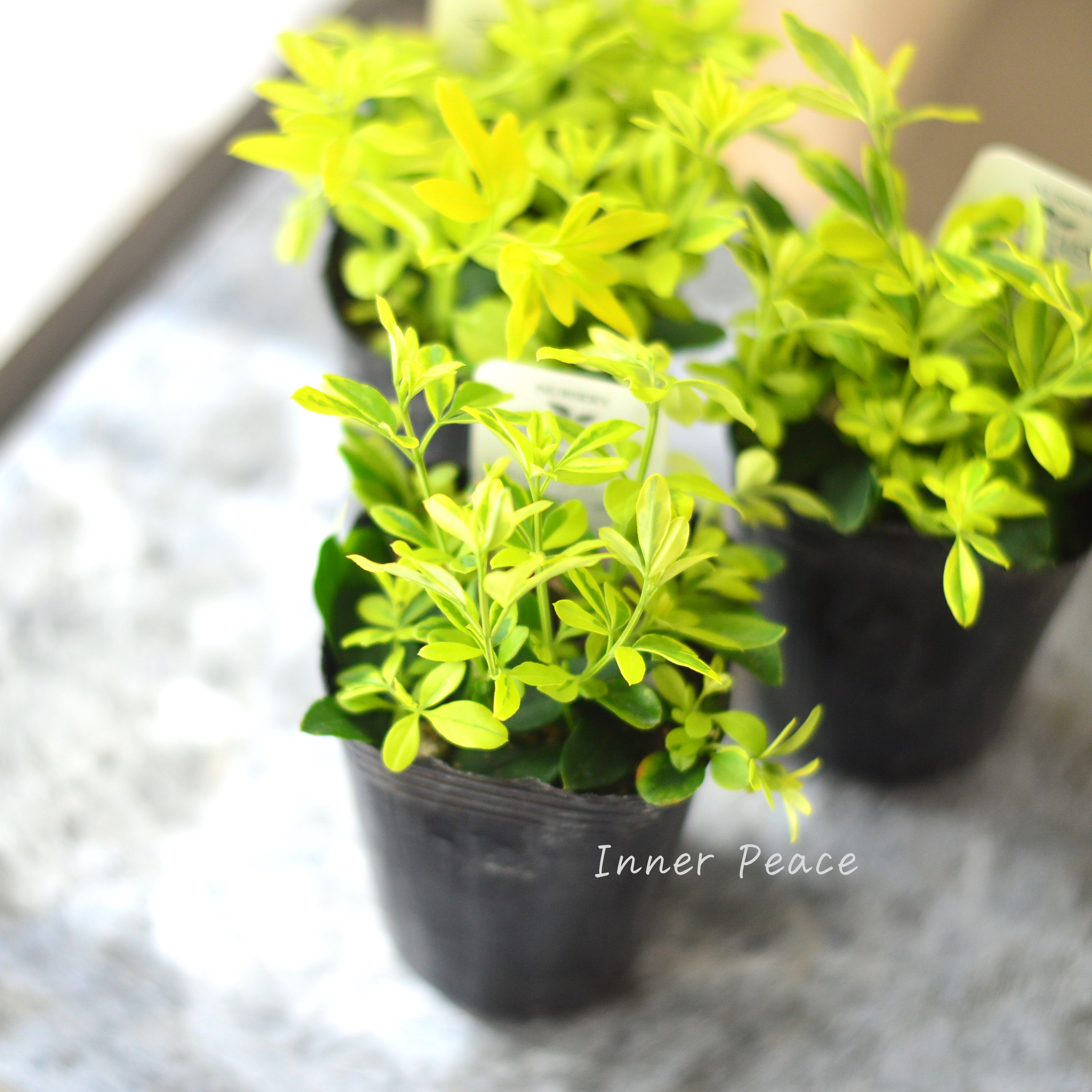 【斑入り】 プリムローズジャスミン 『バリエガータ』 2.5寸POT