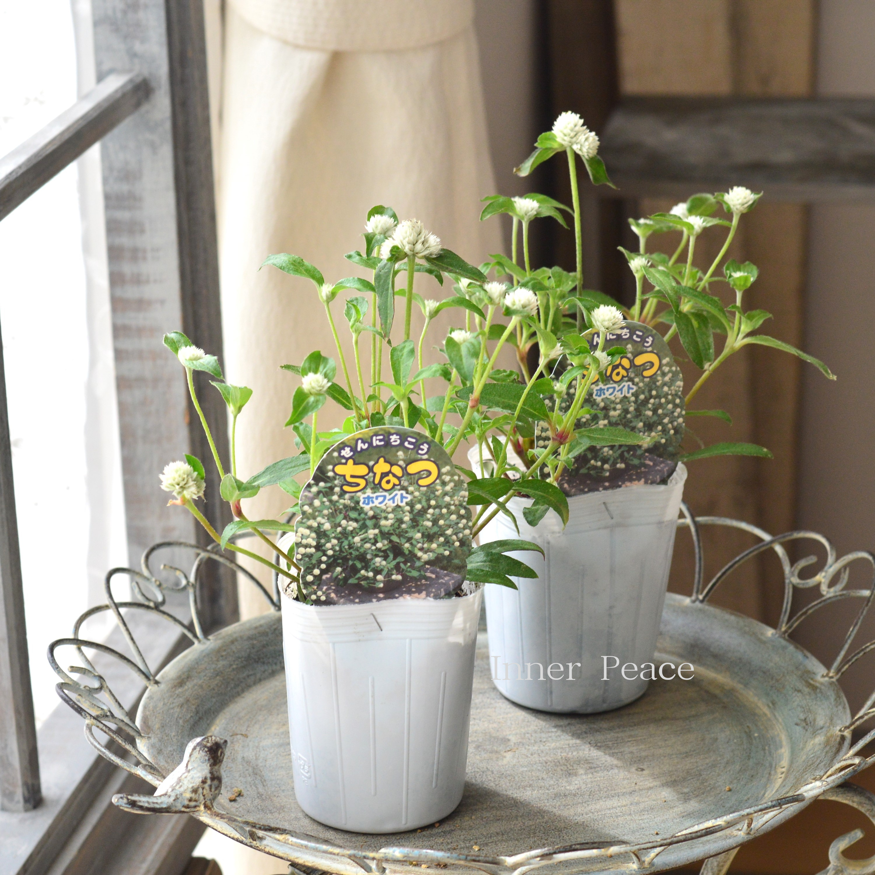 【寄せ植えに】 千日紅 『ちなつ・ホワイト』 3寸ロングPOT