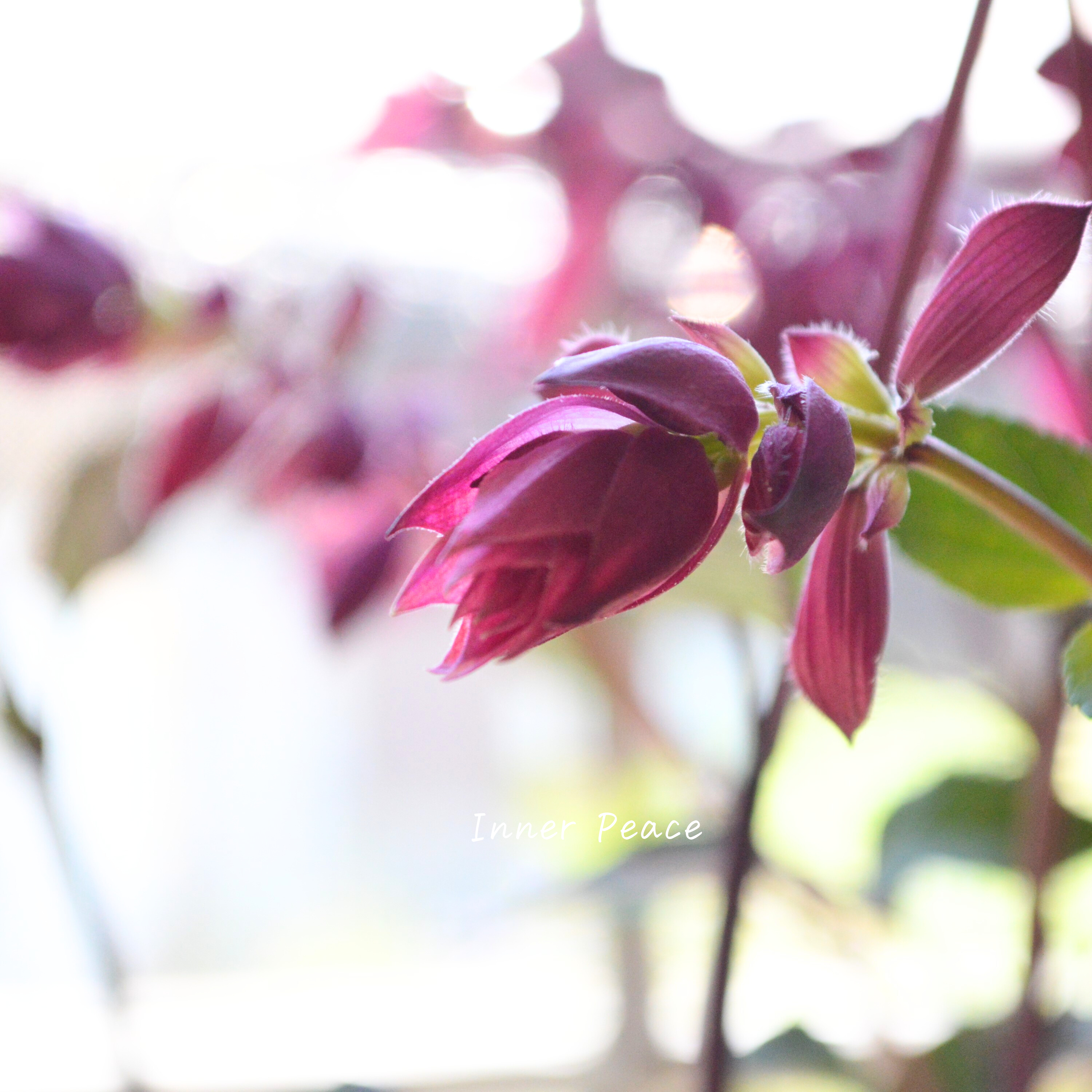 【宿根】 サルビア 『バーニングウィッシュ』 3.5寸POT