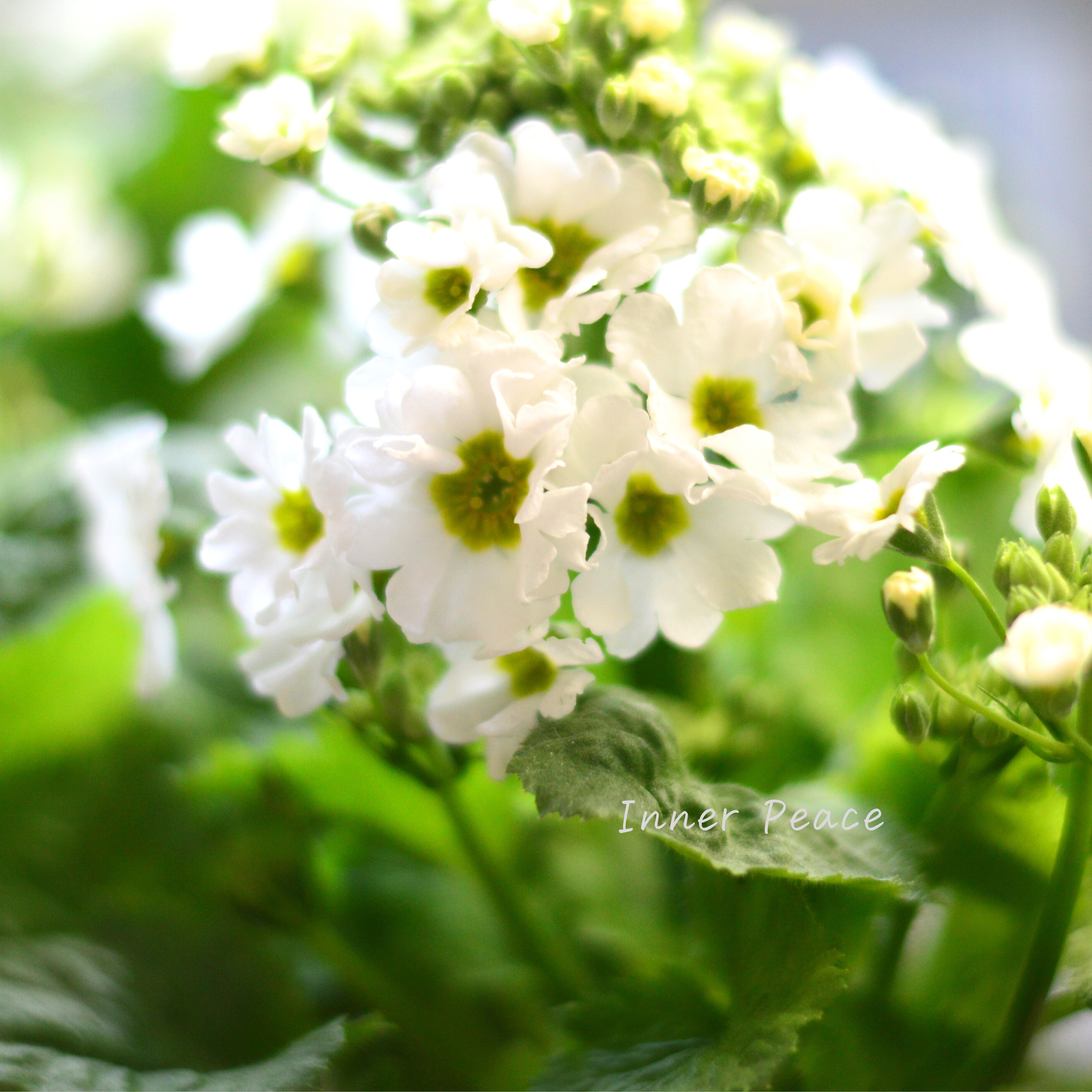 【北島園芸さん】 サクラソウ 『シュガーミント(仮)』 3.5寸POT